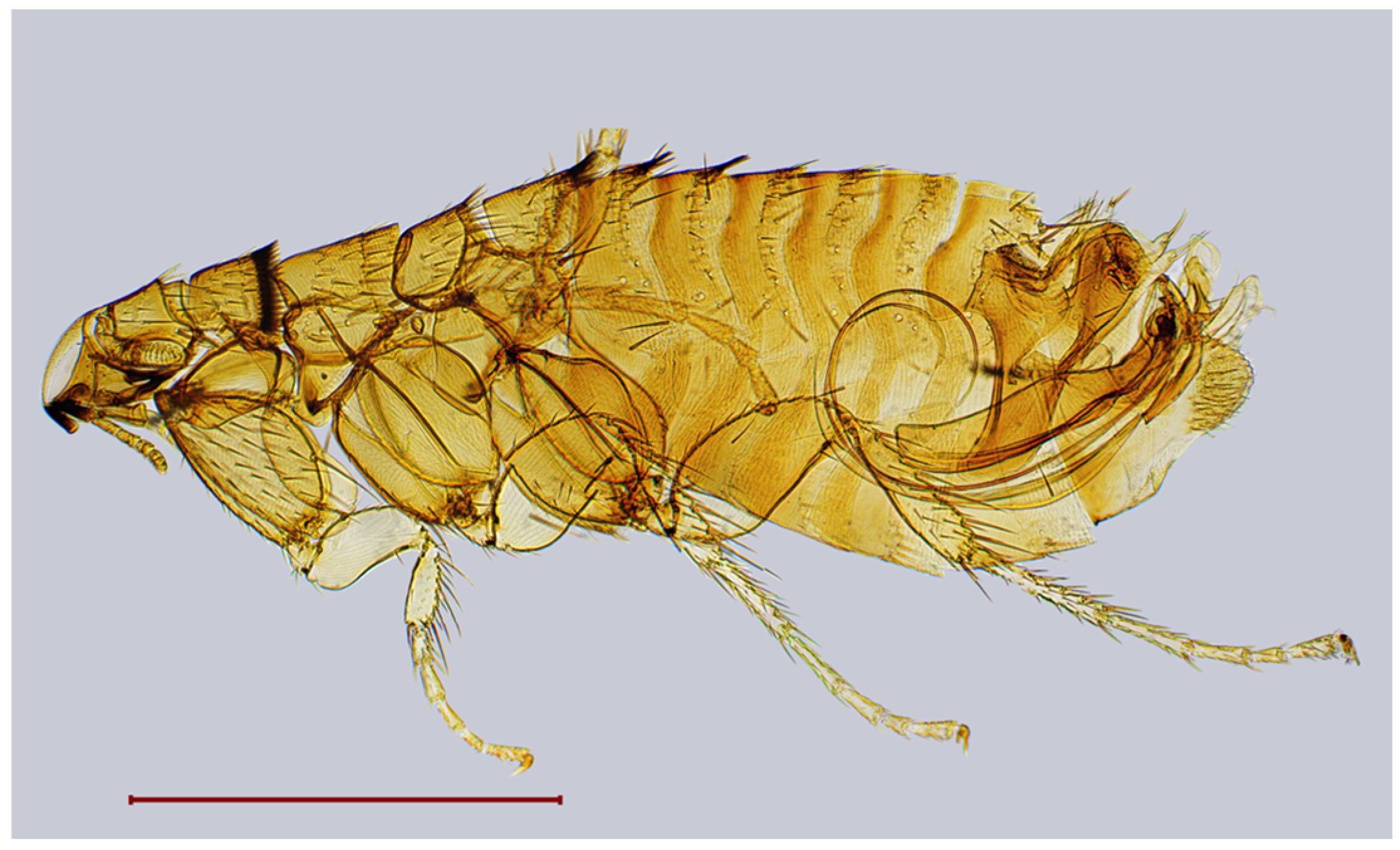Diversity 17 00419 g003