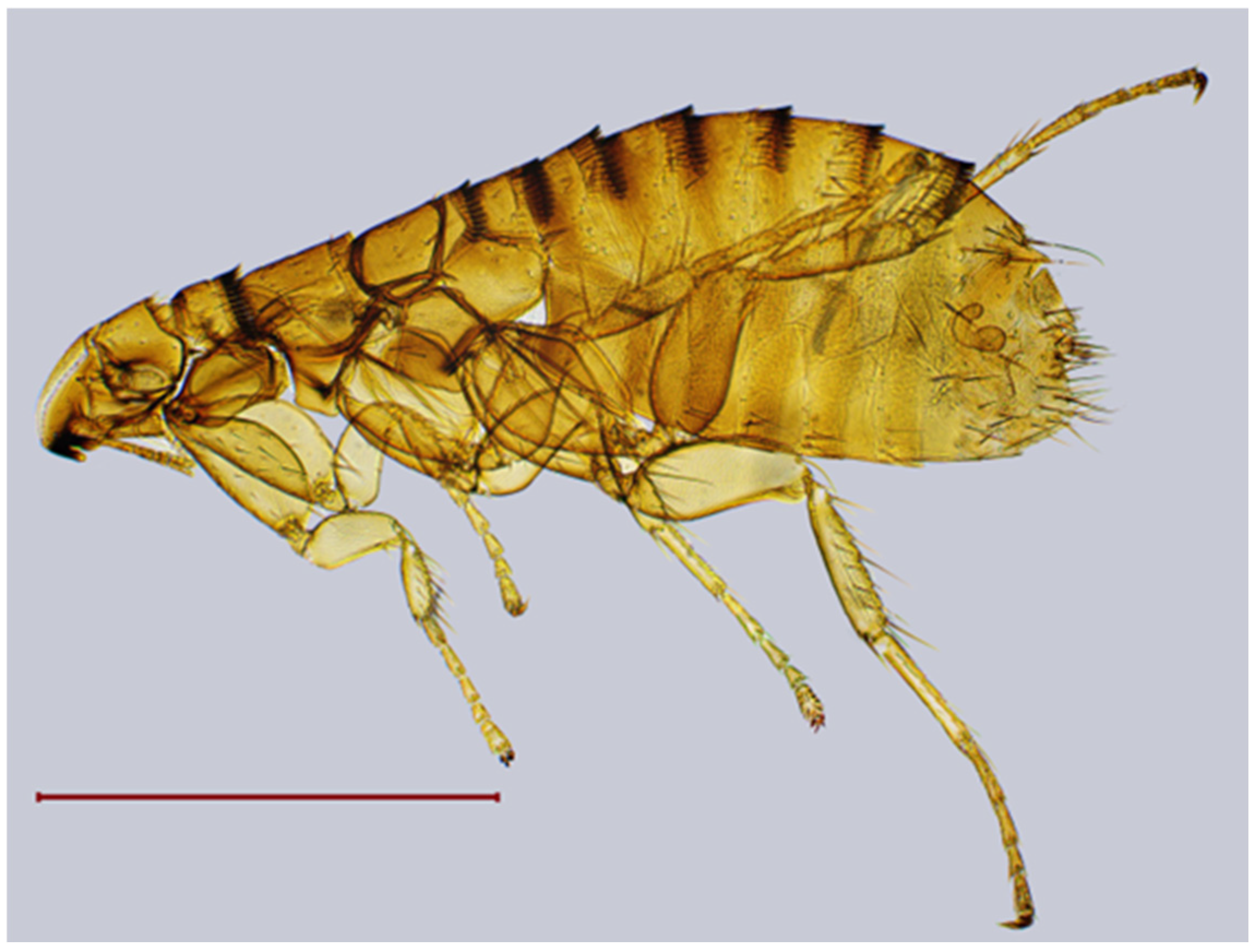 Diversity 17 00419 g004