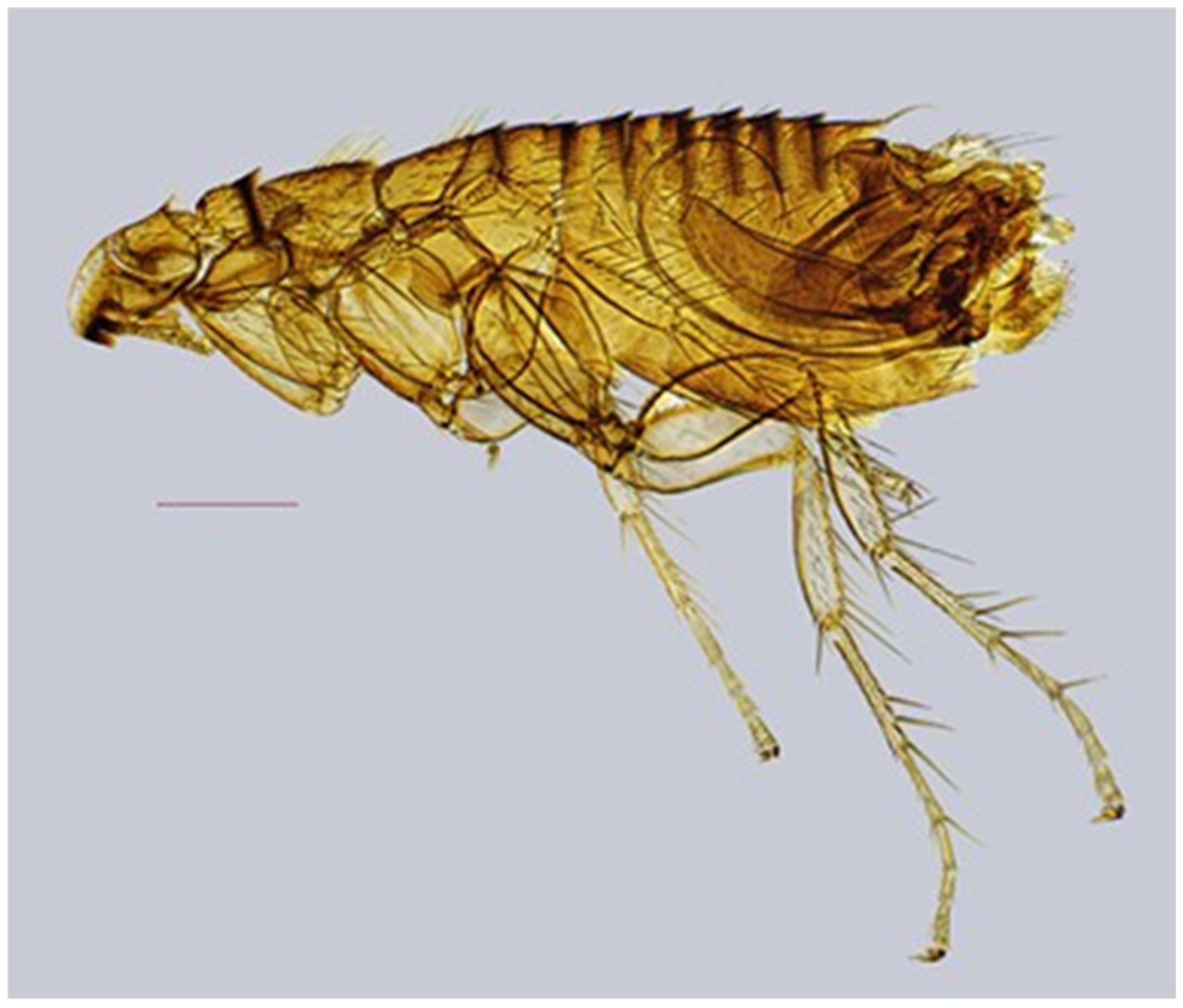 Diversity 17 00419 g005