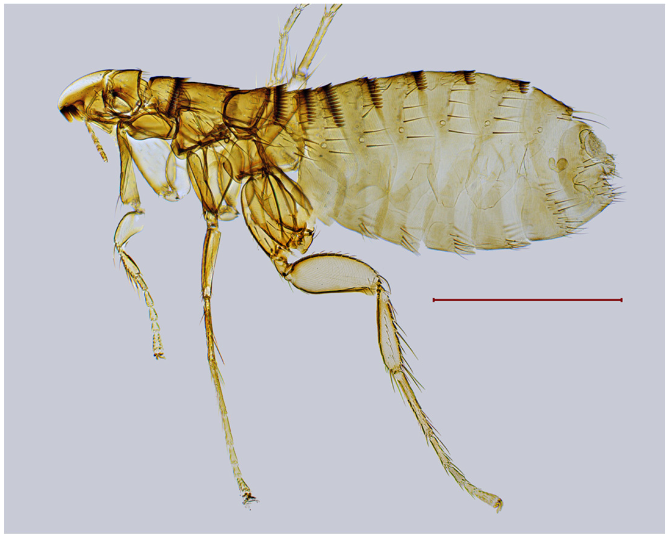 Diversity 17 00419 g006