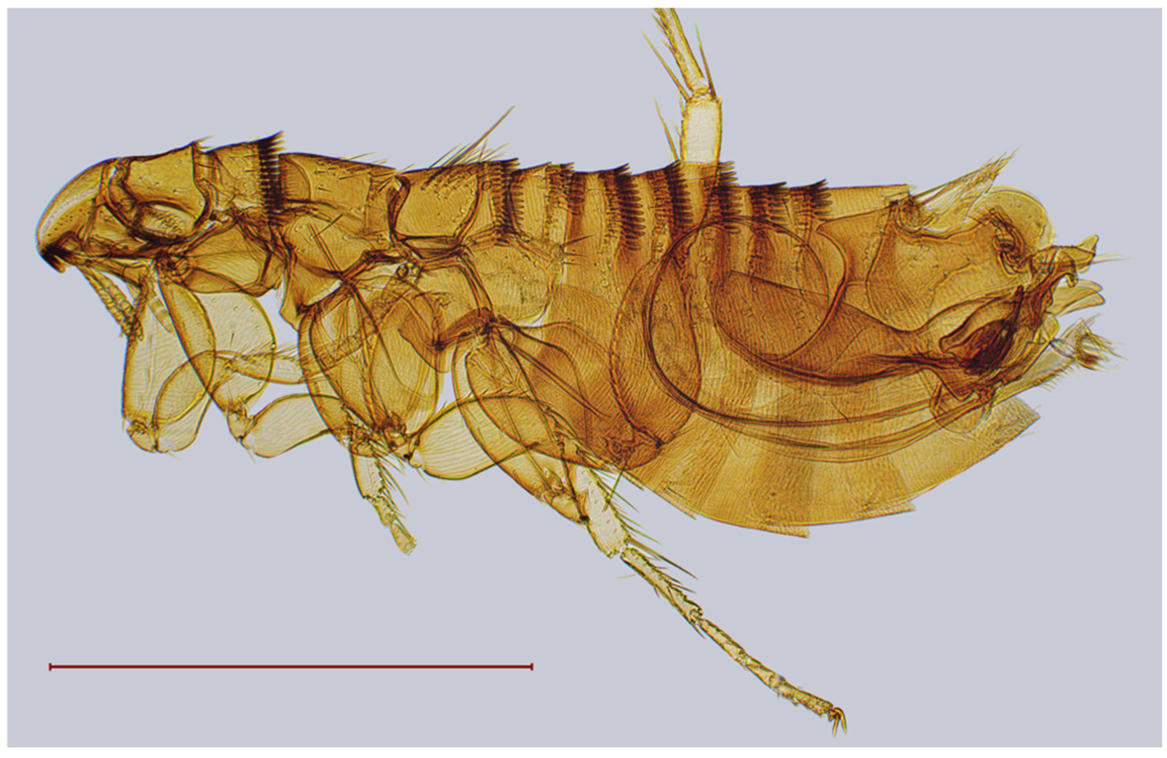 Diversity 17 00419 g007