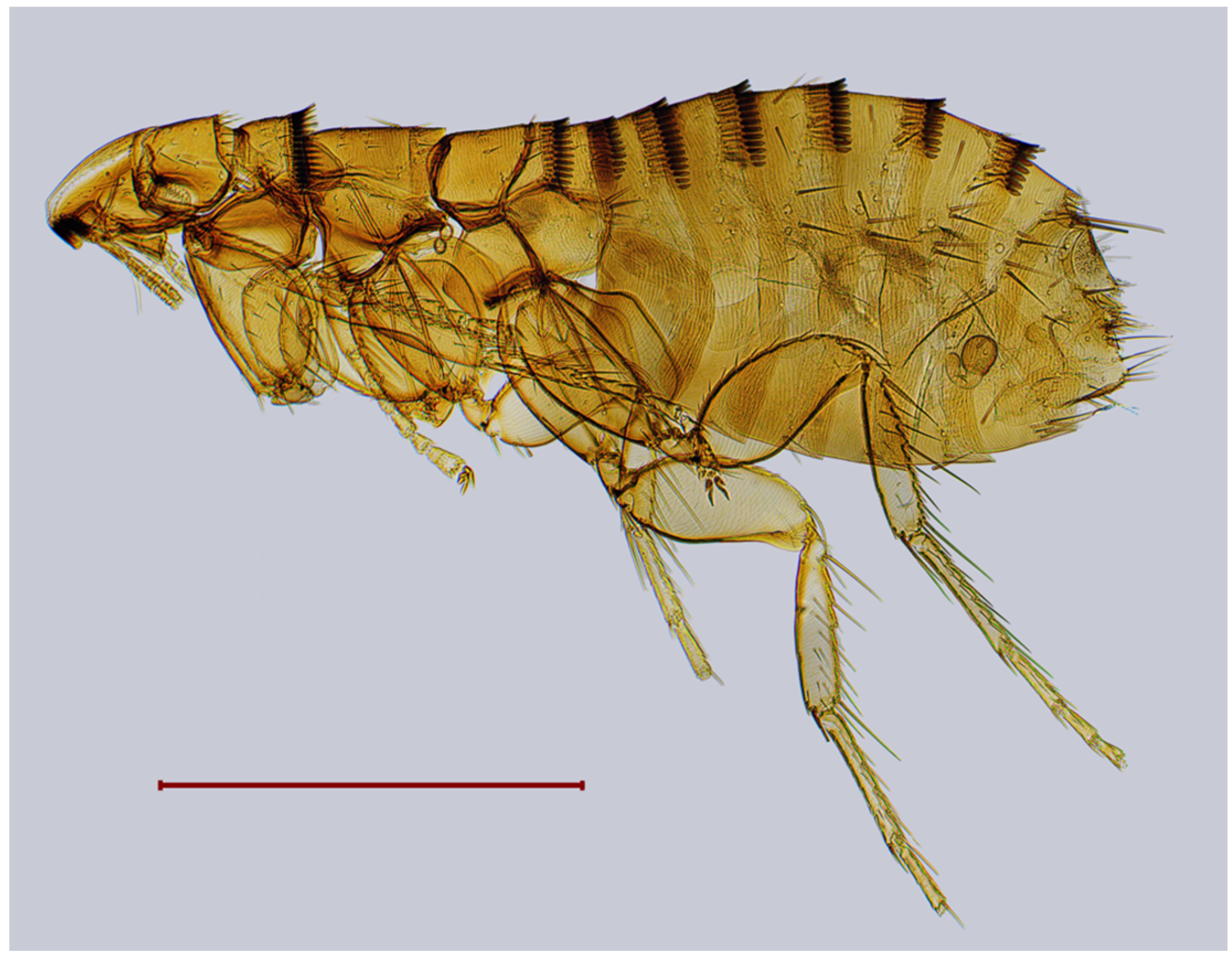 Diversity 17 00419 g008