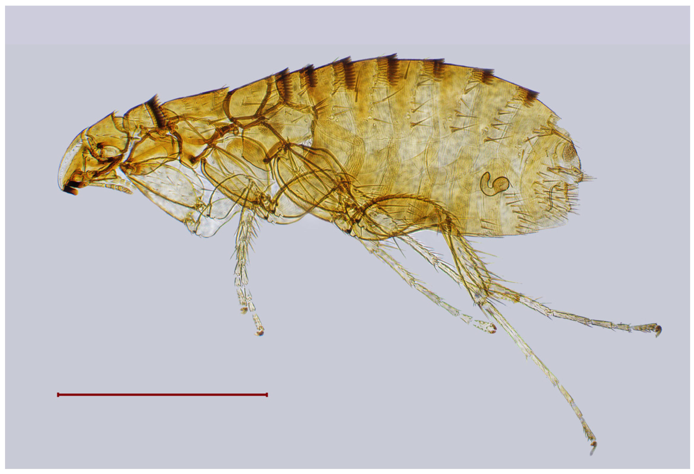 Diversity 17 00419 g009