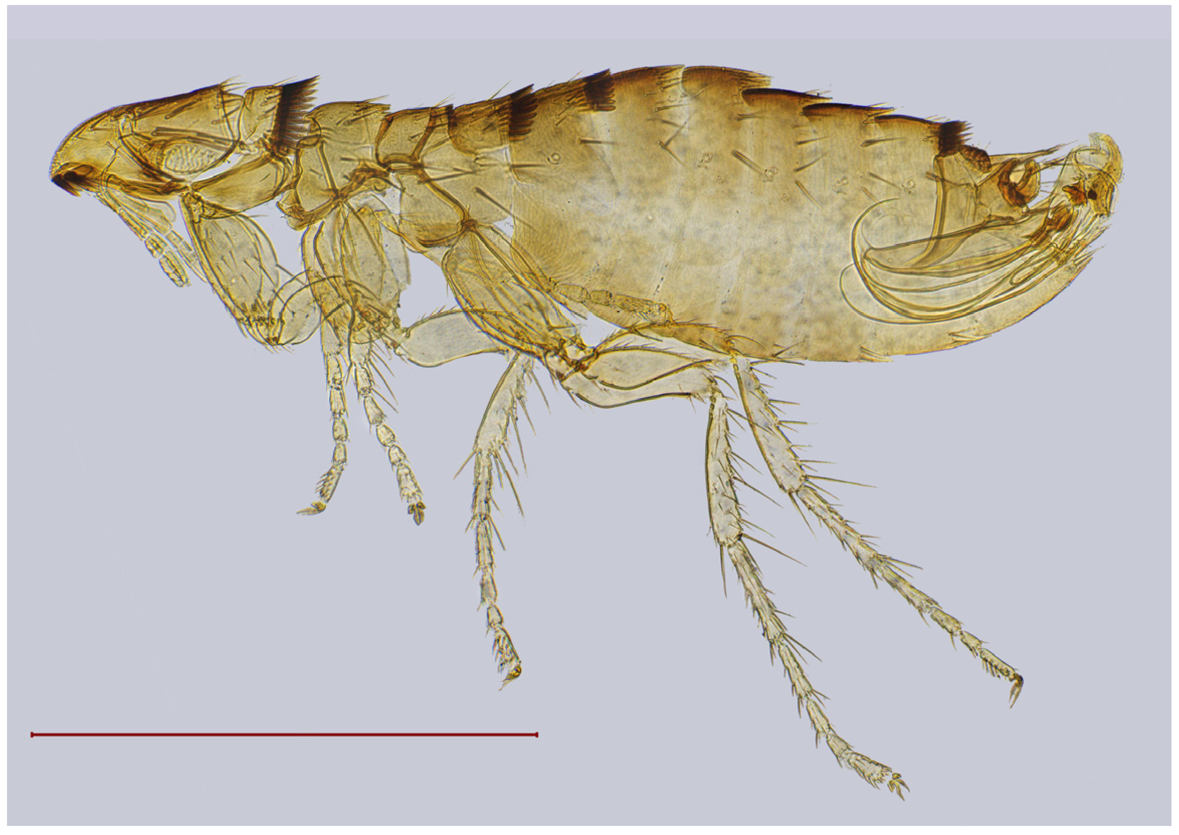 Diversity 17 00419 g010