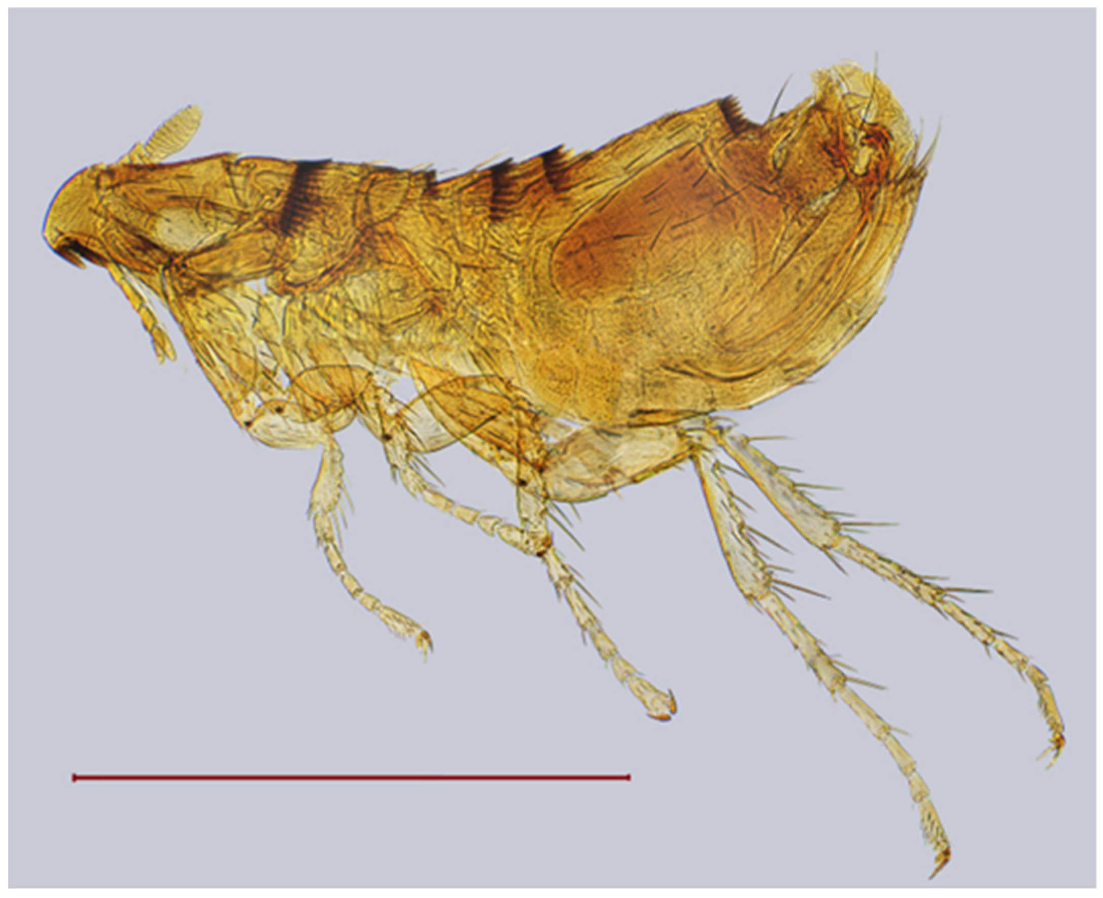 Diversity 17 00419 g011