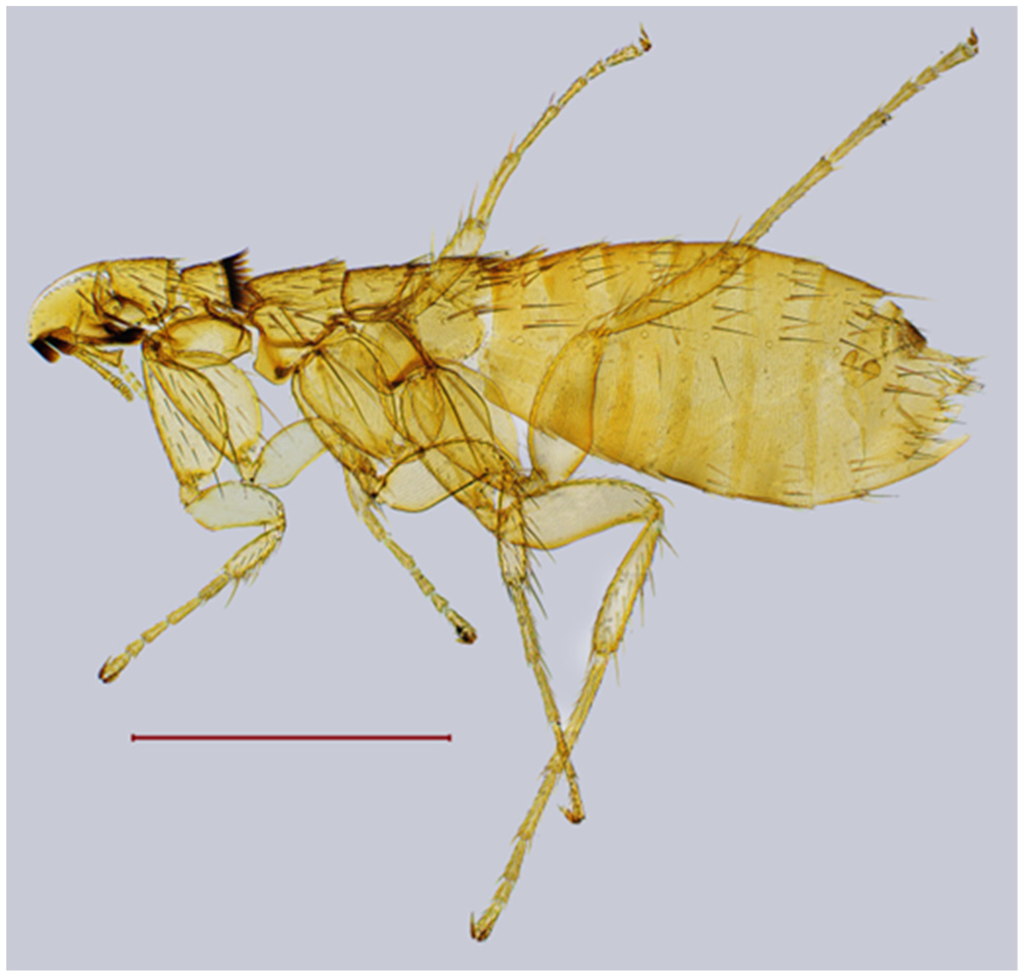 Diversity 17 00419 g012