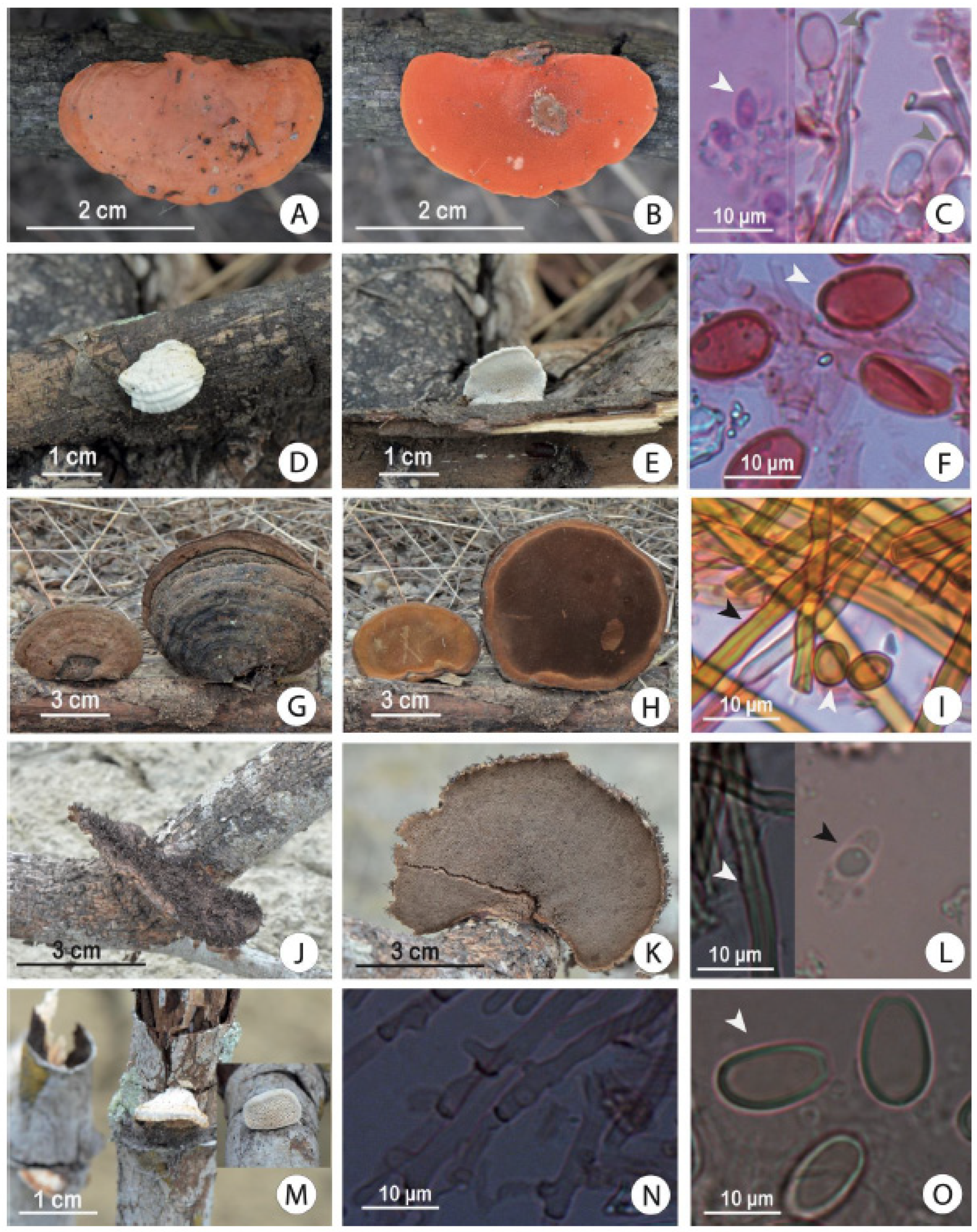 Diversity 17 00422 g004