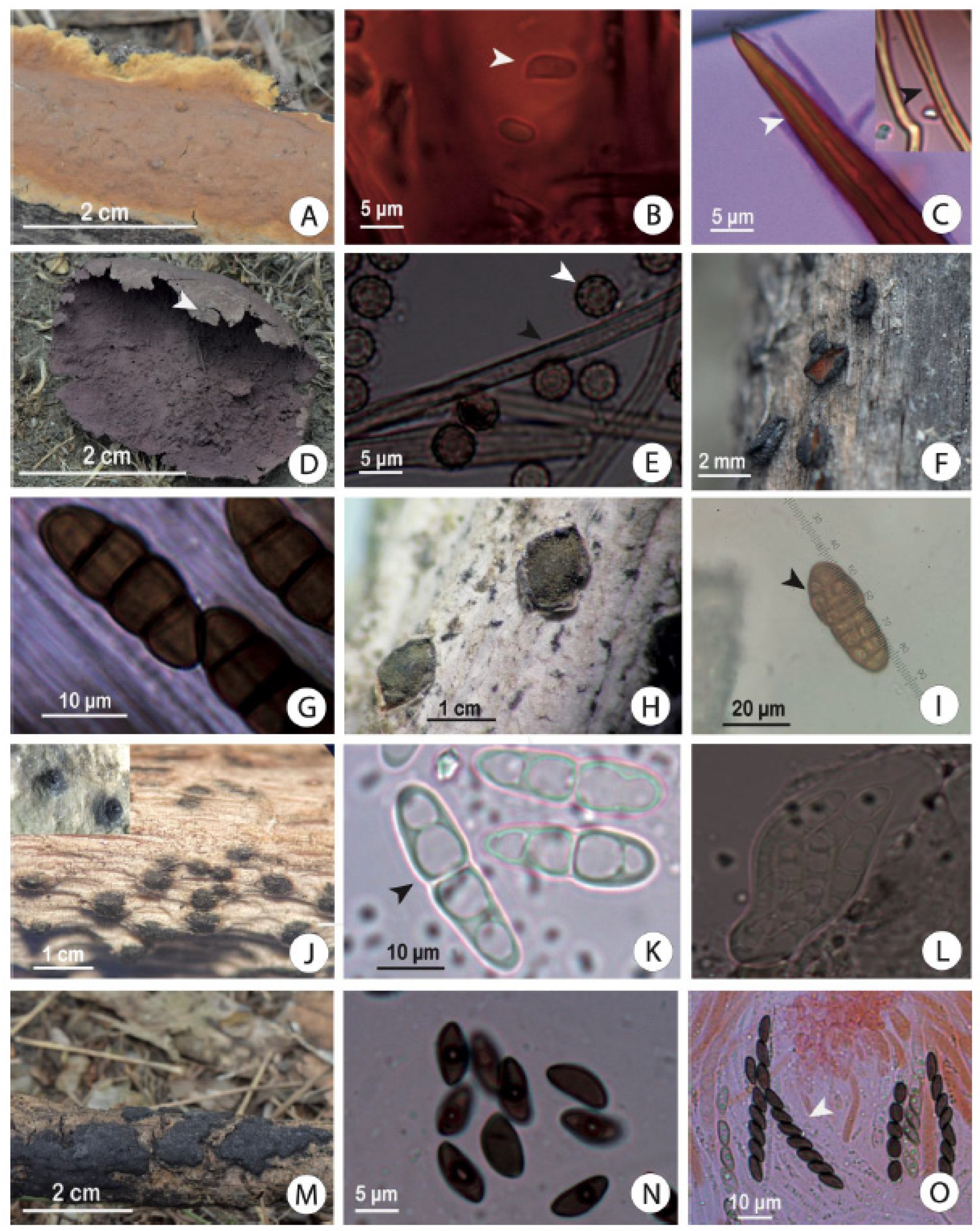 Diversity 17 00422 g005