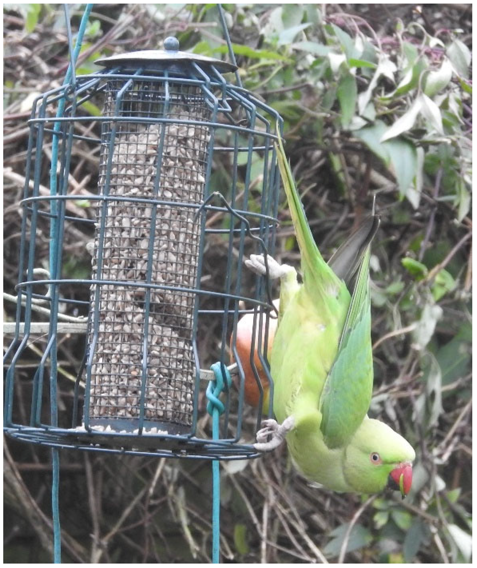 Diversity 17 00423 g002