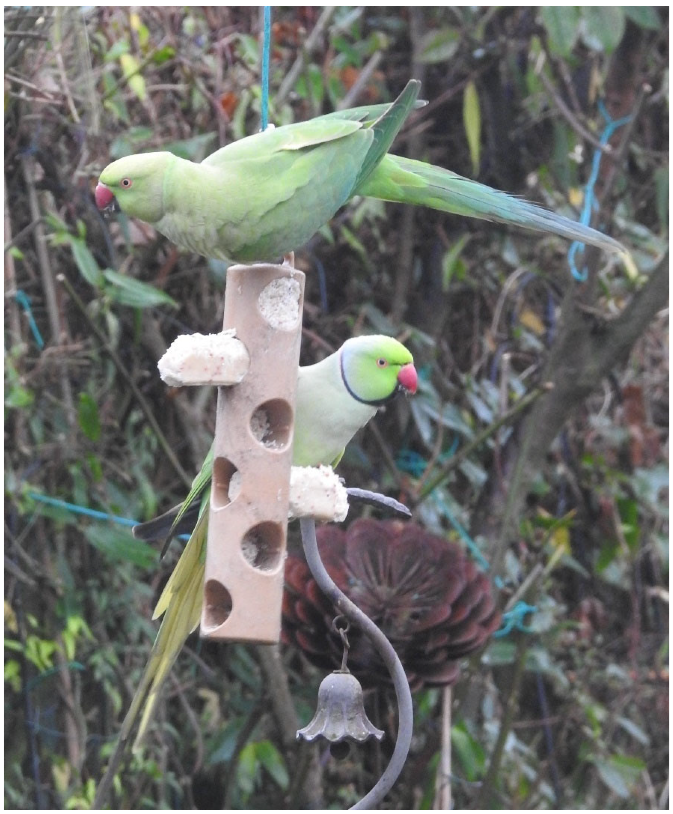 Diversity 17 00423 g003