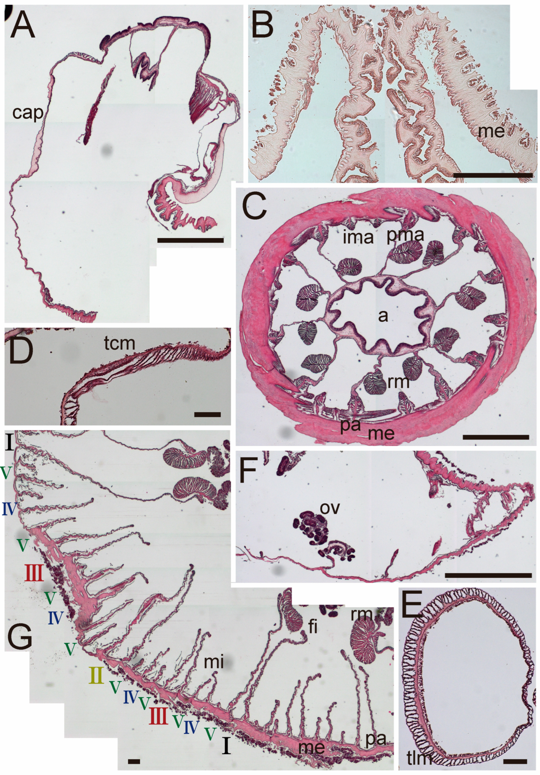 Diversity 17 00430 g003