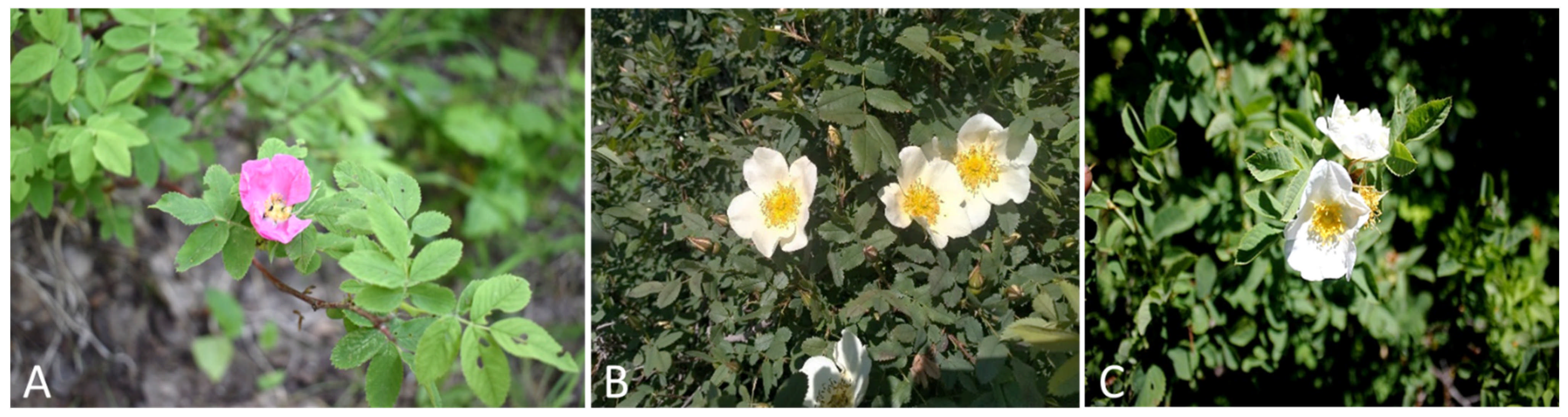 Diversity 17 00441 g002