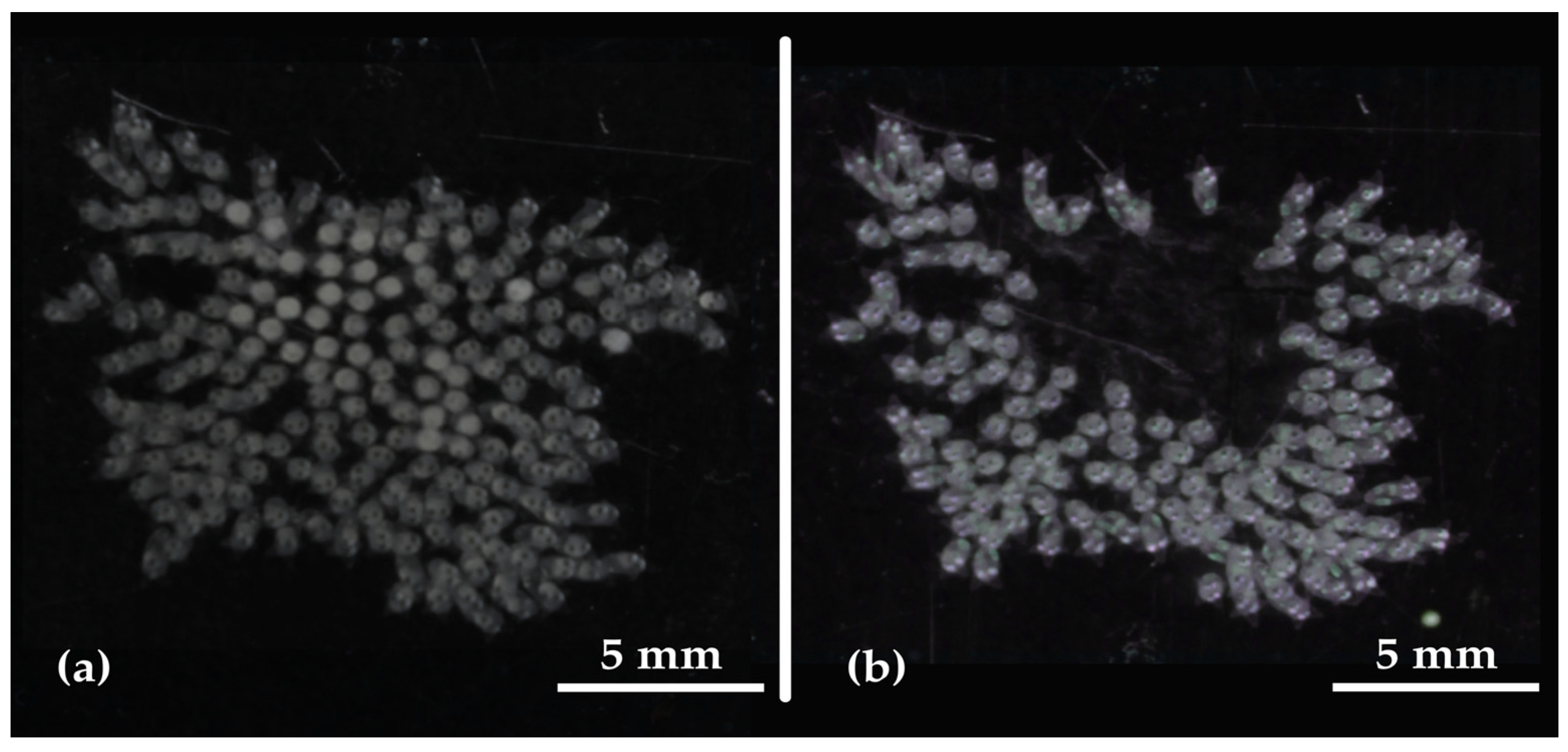 Diversity 17 00446 g004