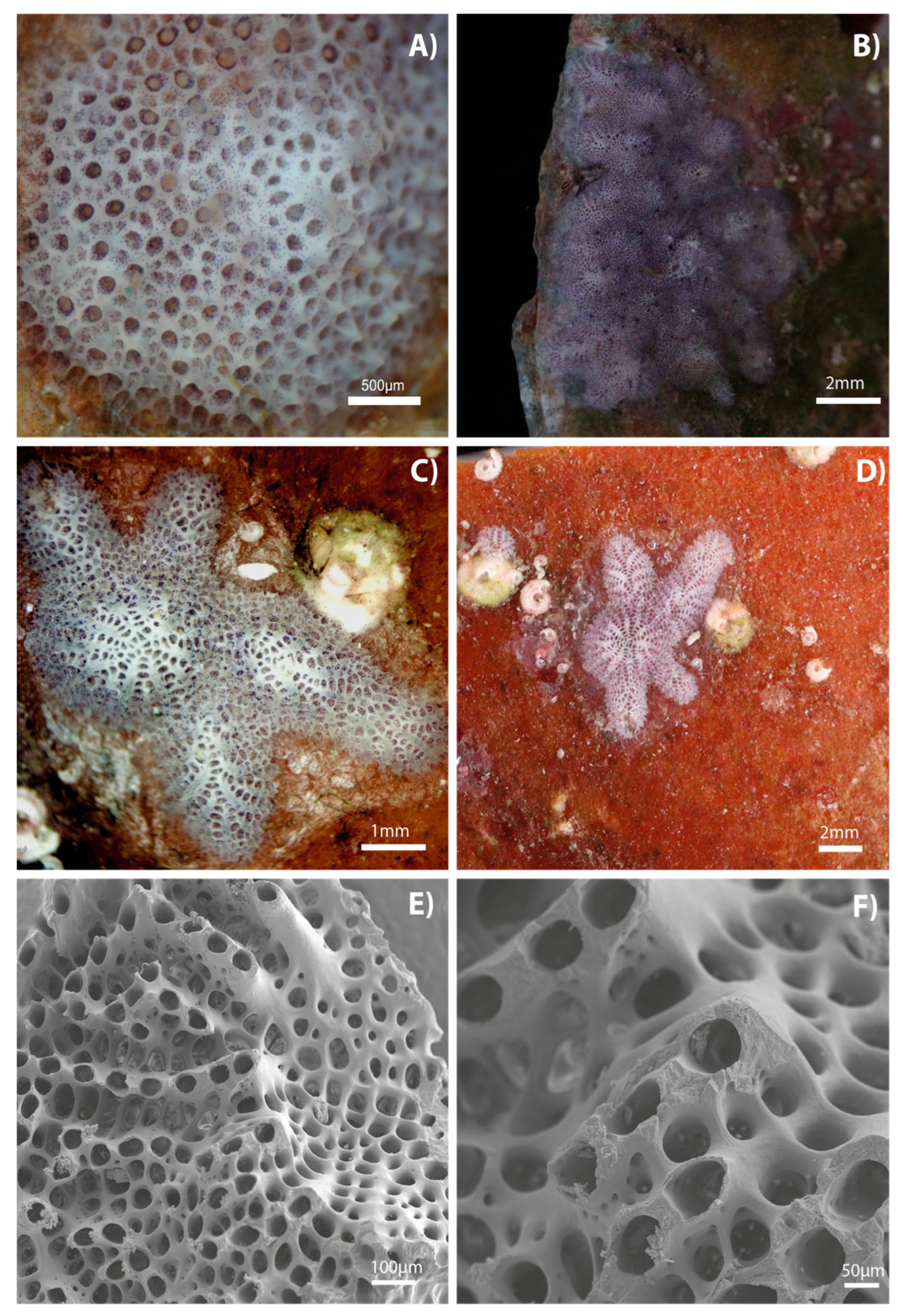 Diversity 17 00451 g001