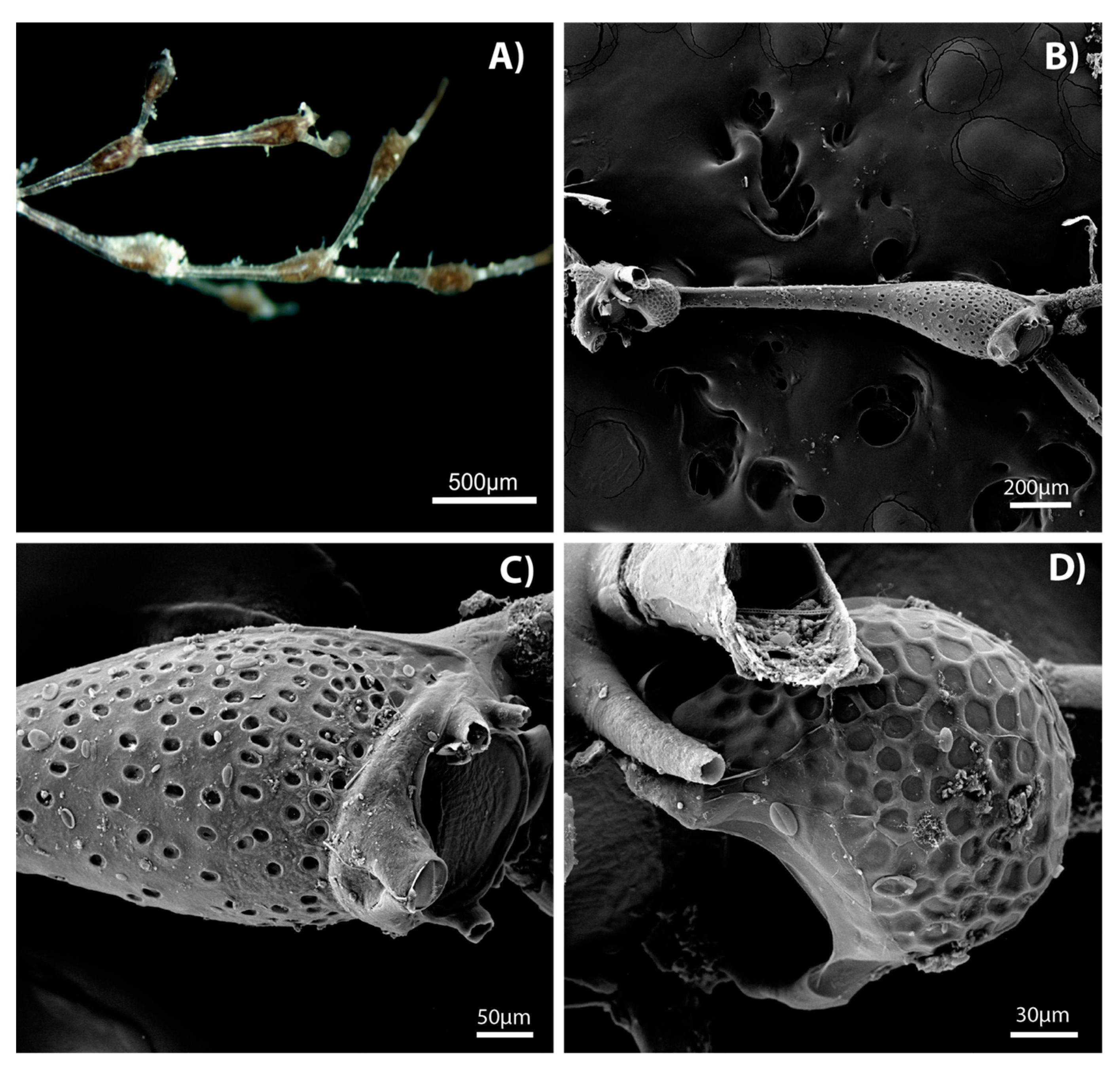 Diversity 17 00451 g002