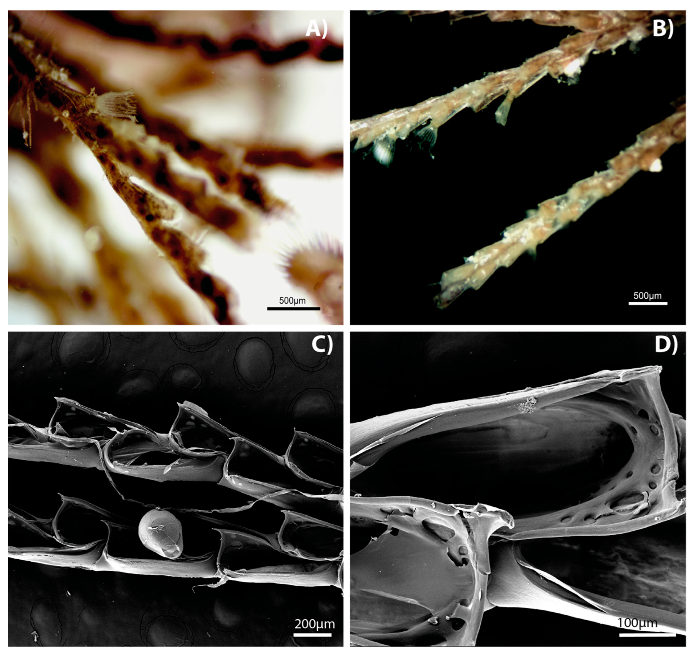 Diversity 17 00451 g003