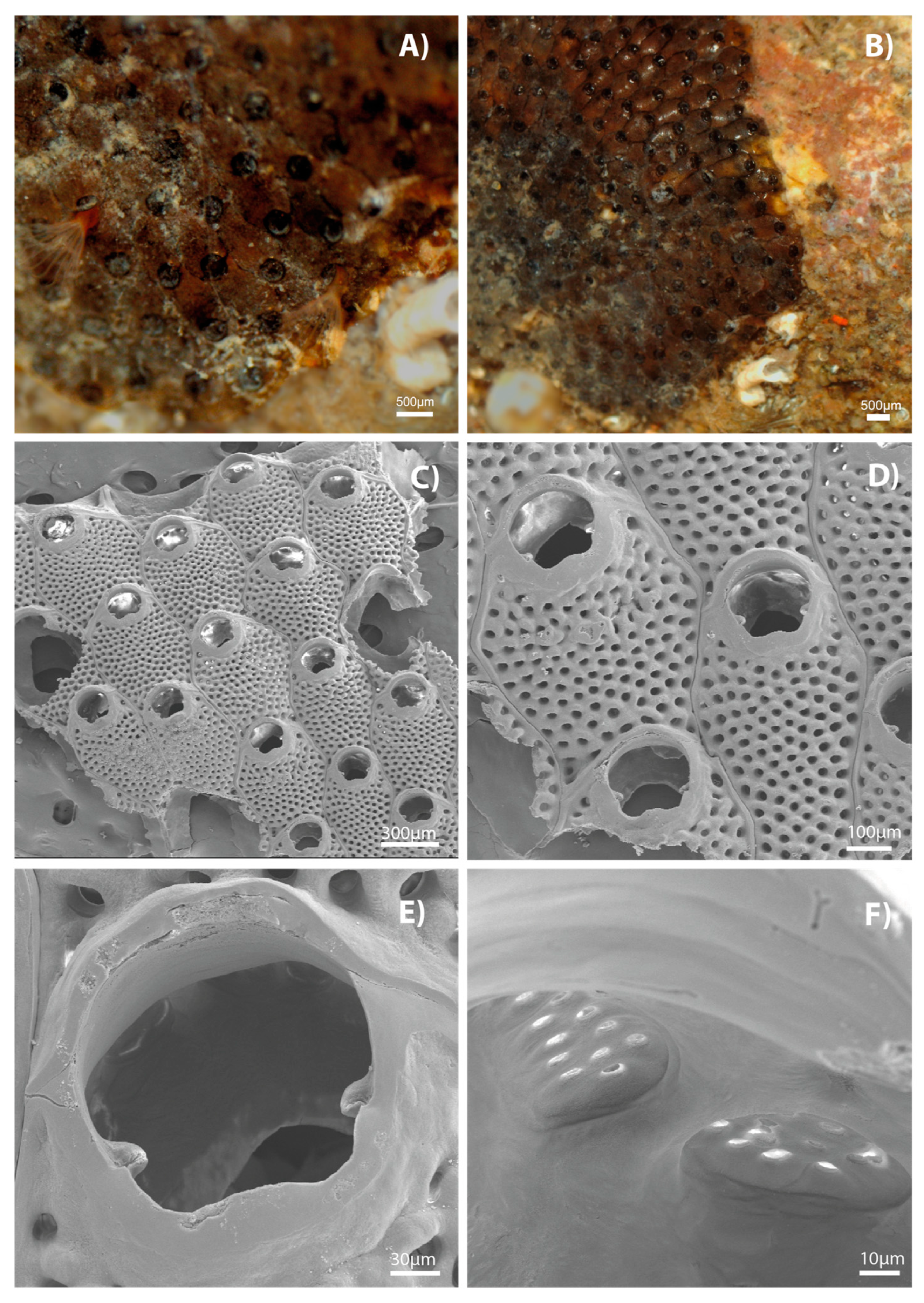 Diversity 17 00451 g004