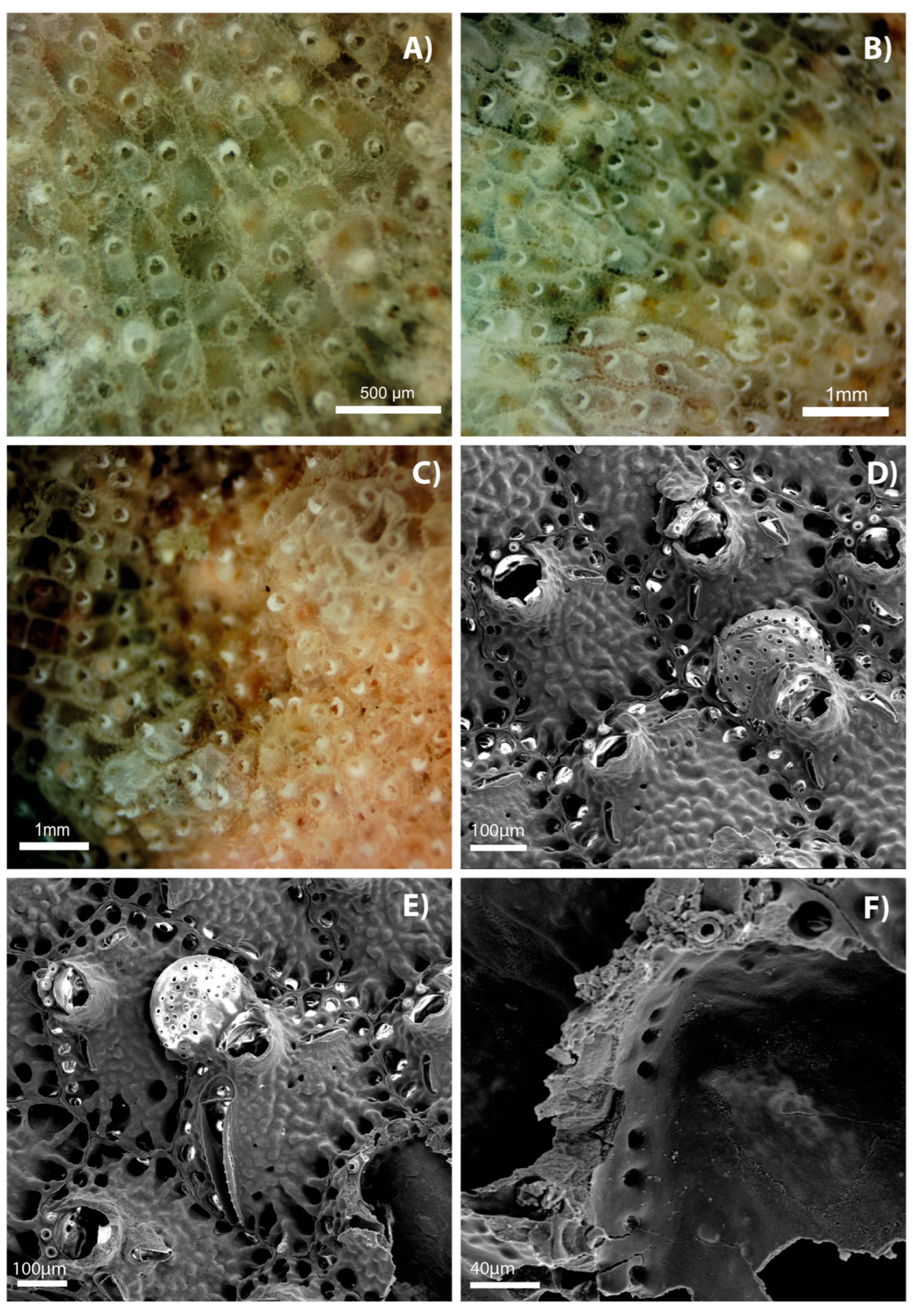 Diversity 17 00451 g005