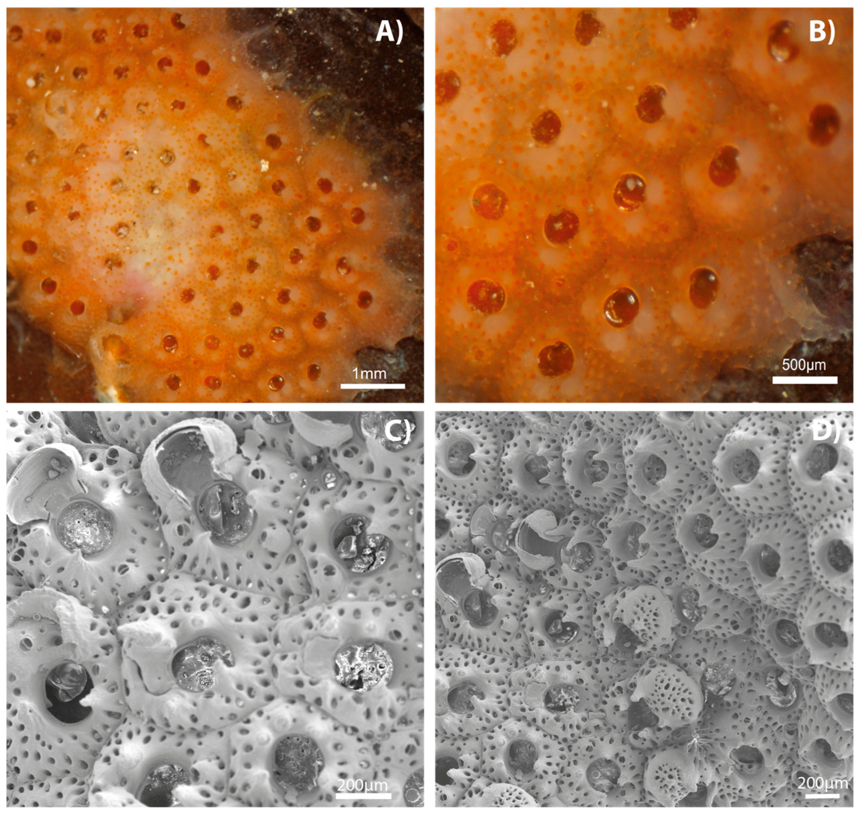 Diversity 17 00451 g006