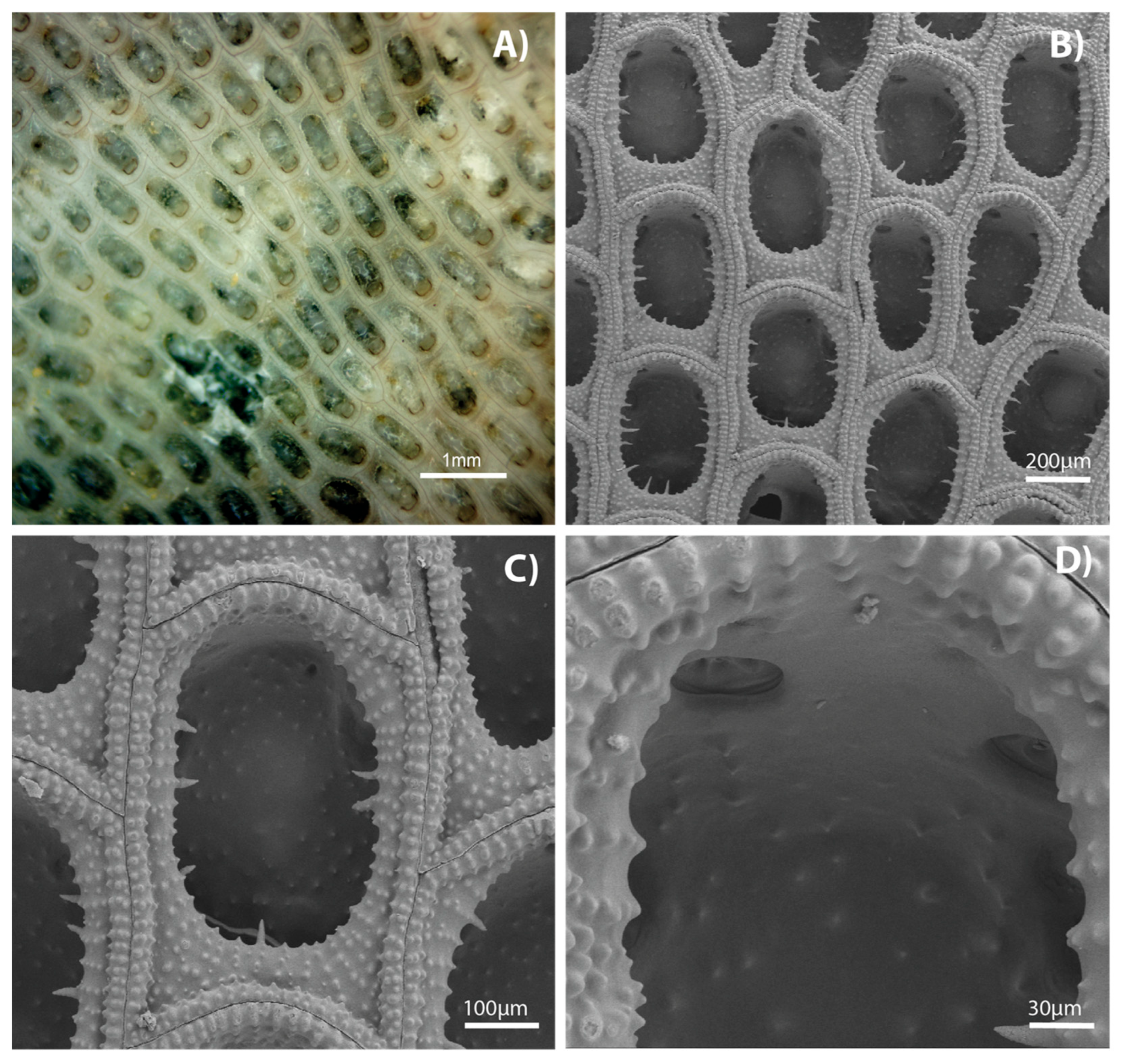 Diversity 17 00451 g008