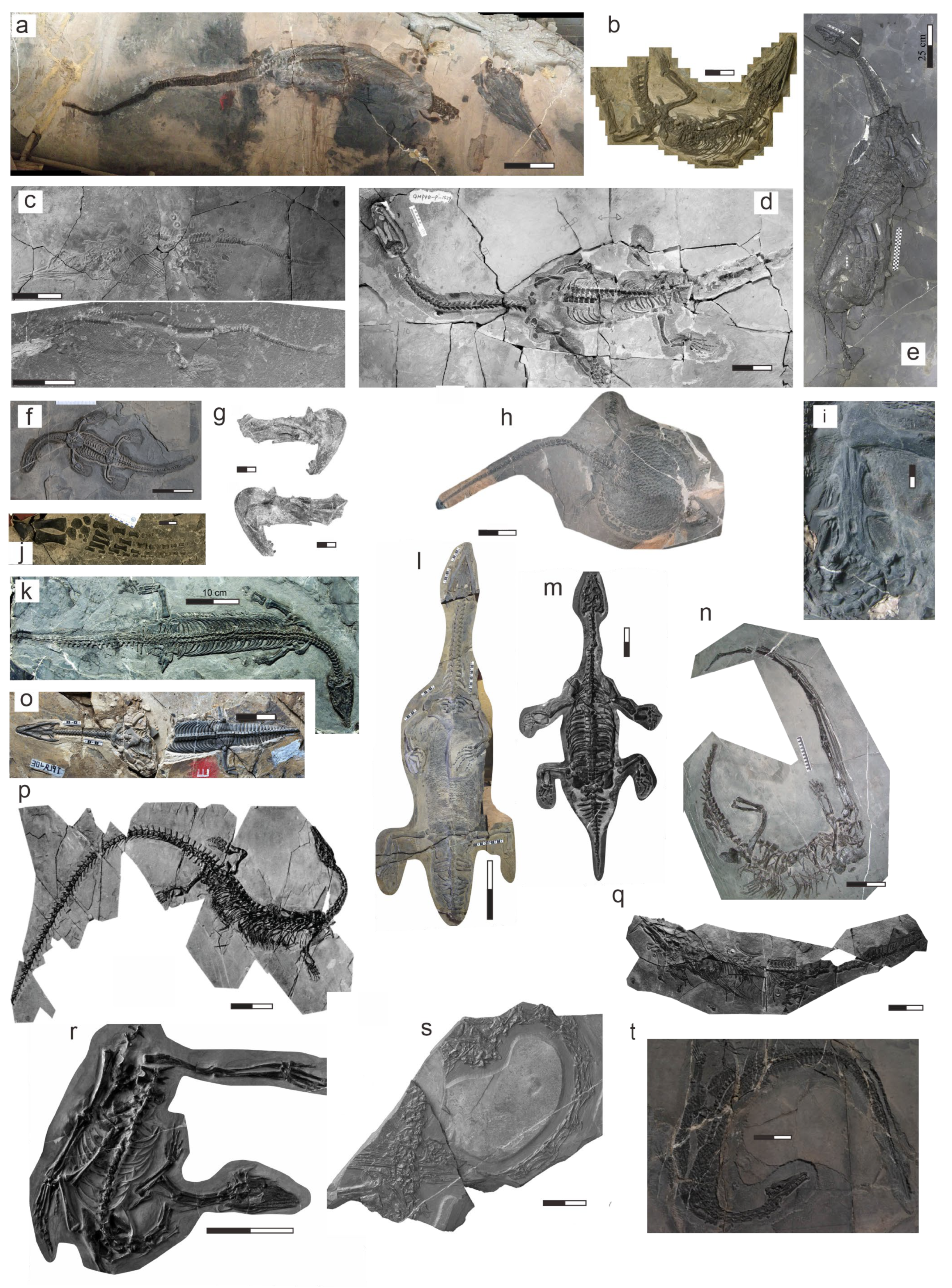 Diversity 17 00453 g004