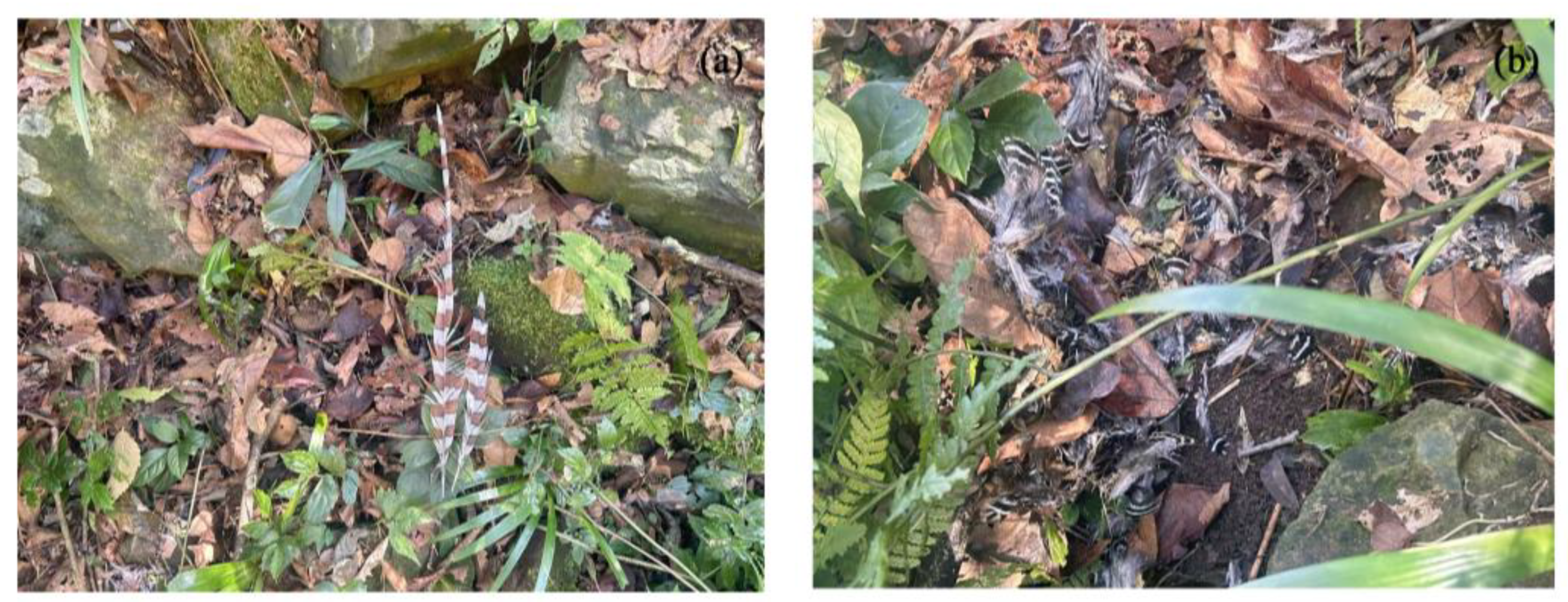 Diversity 17 00460 g010 Diversity 17 00460 g010