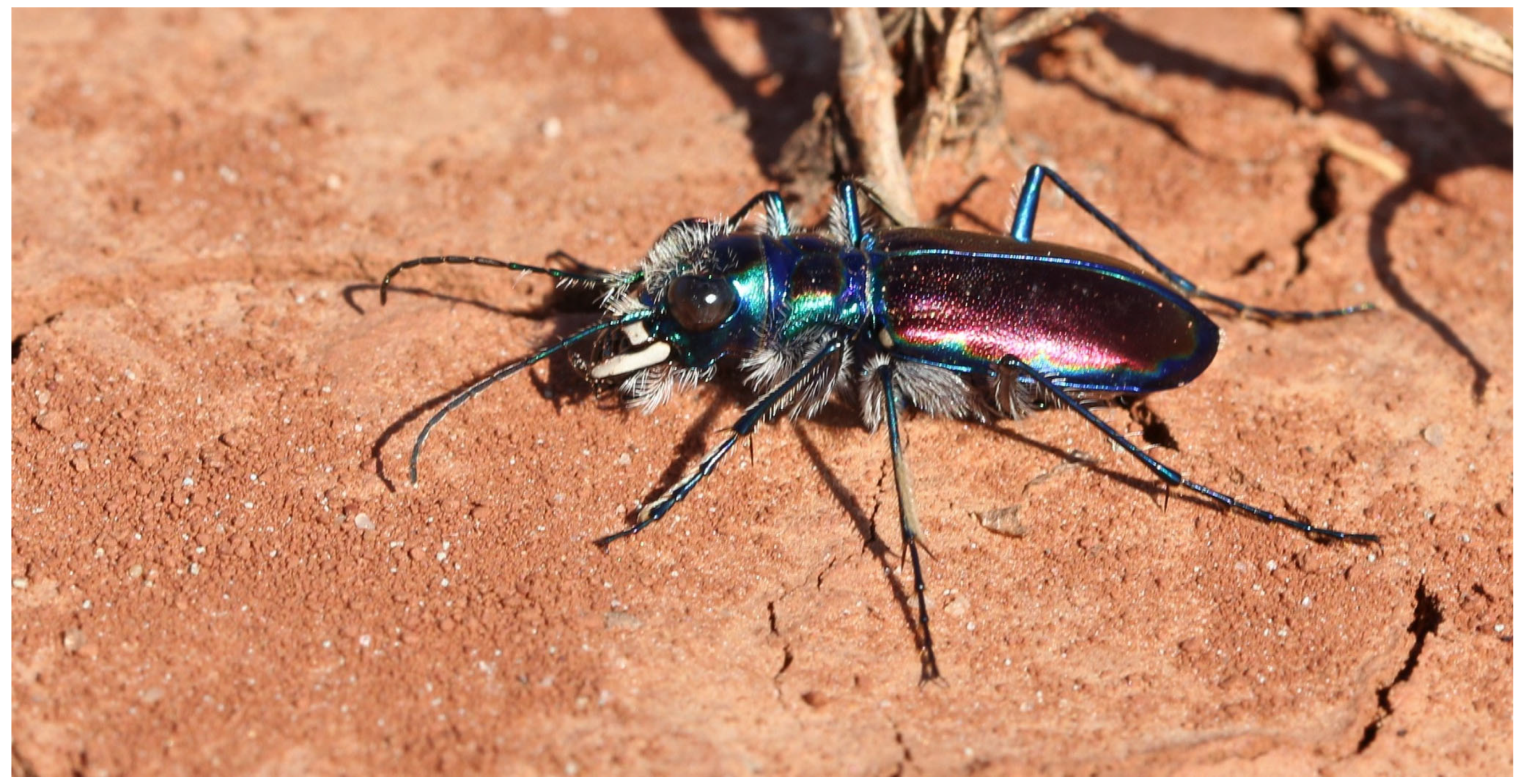 Diversity 17 00463 g004