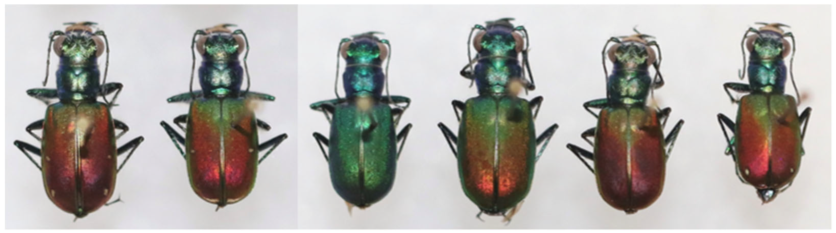 Diversity 17 00463 g005