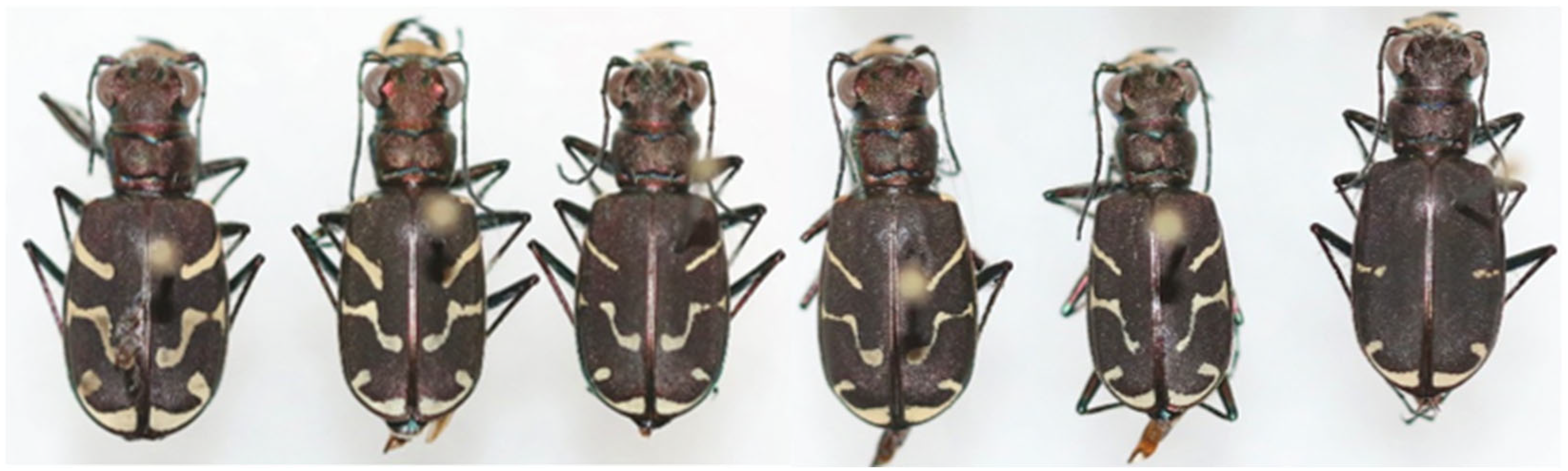 Diversity 17 00463 g006