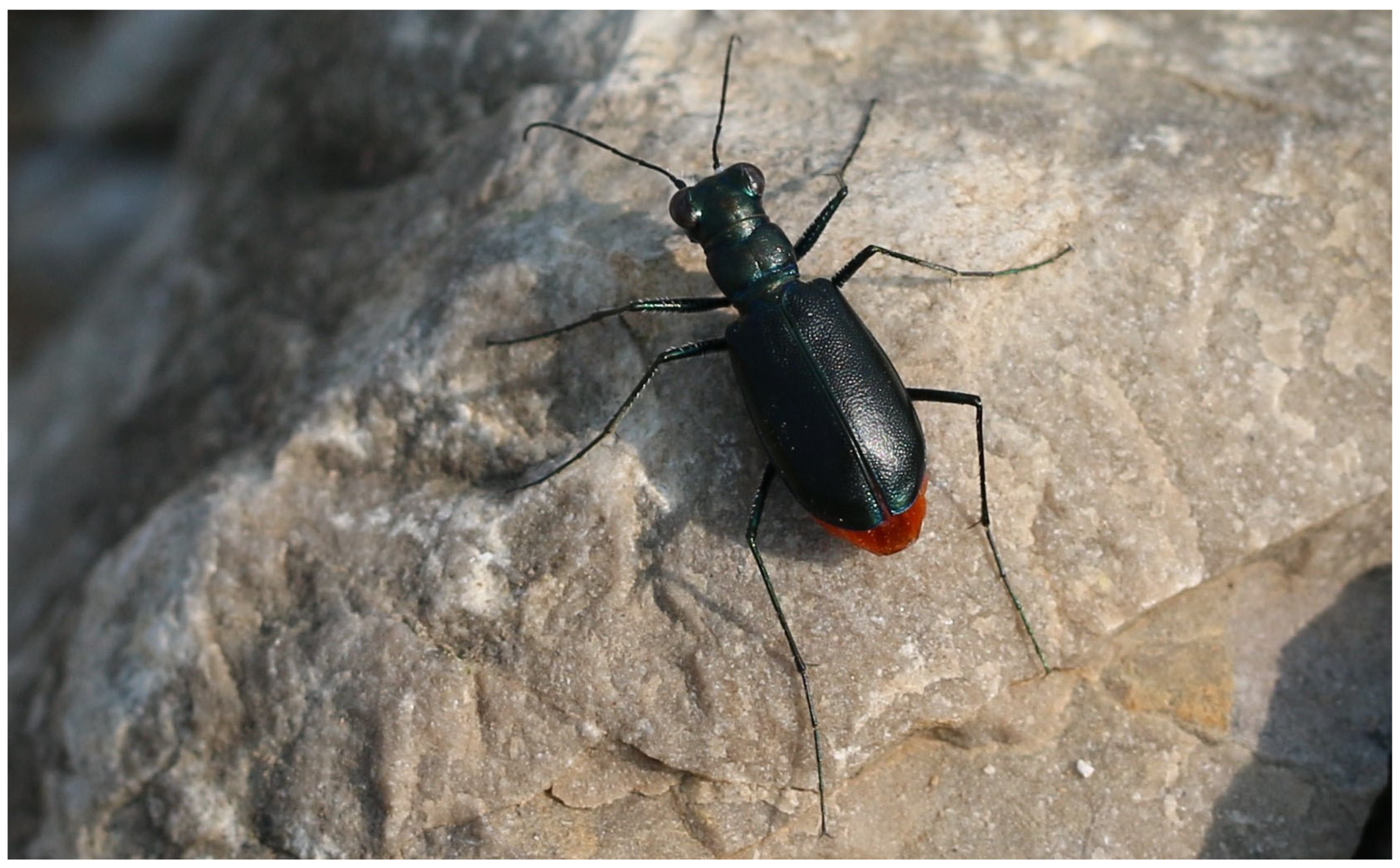 Diversity 17 00463 g007