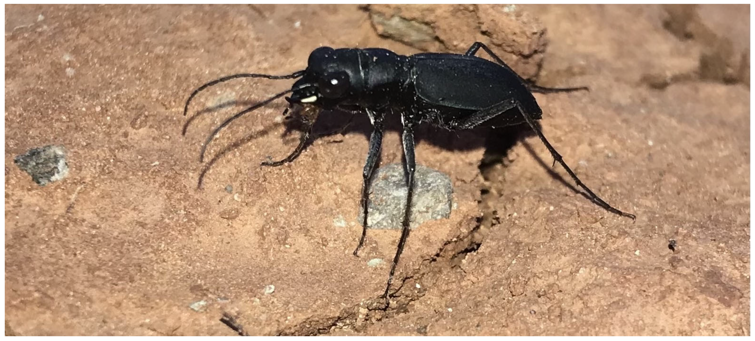 Diversity 17 00463 g008