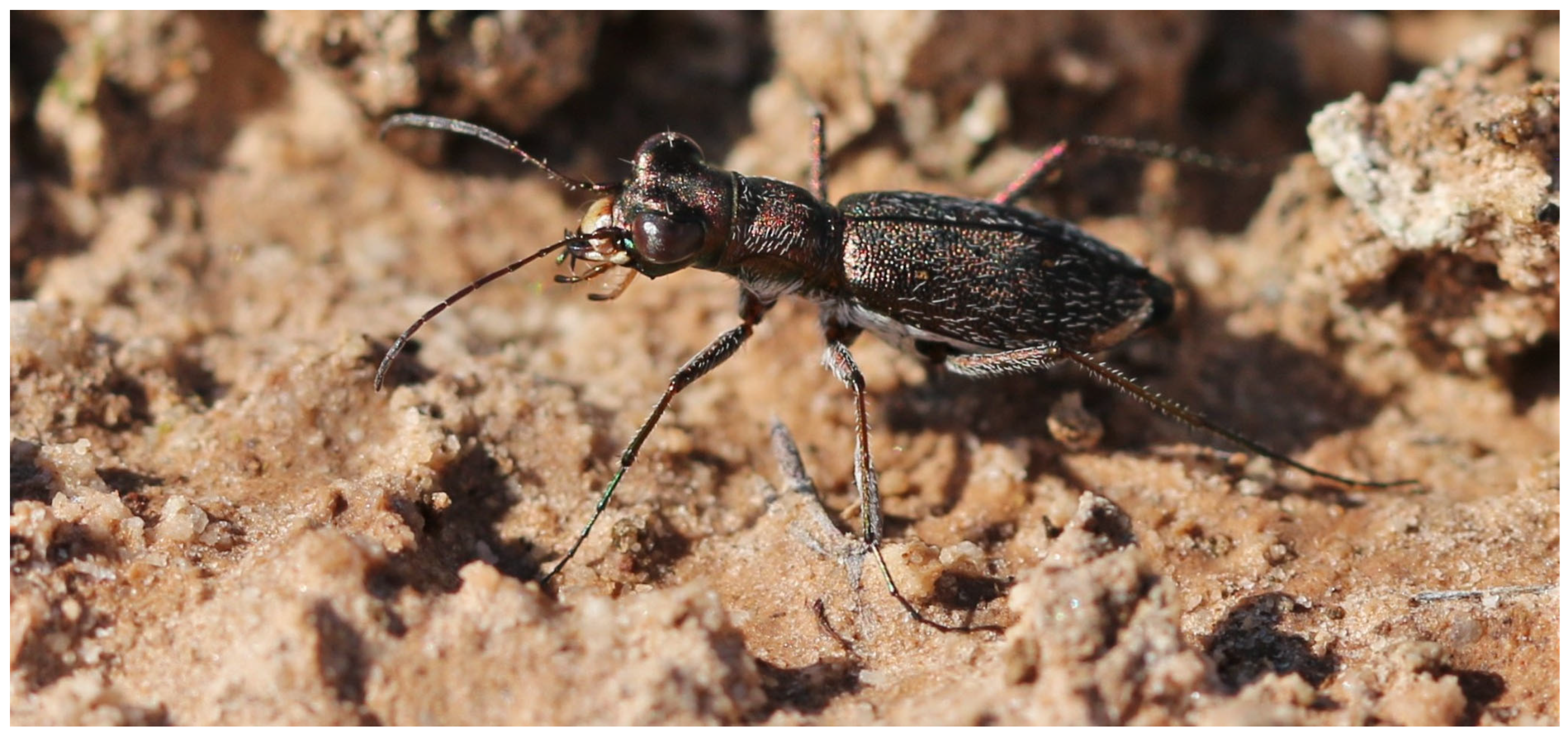 Diversity 17 00463 g009