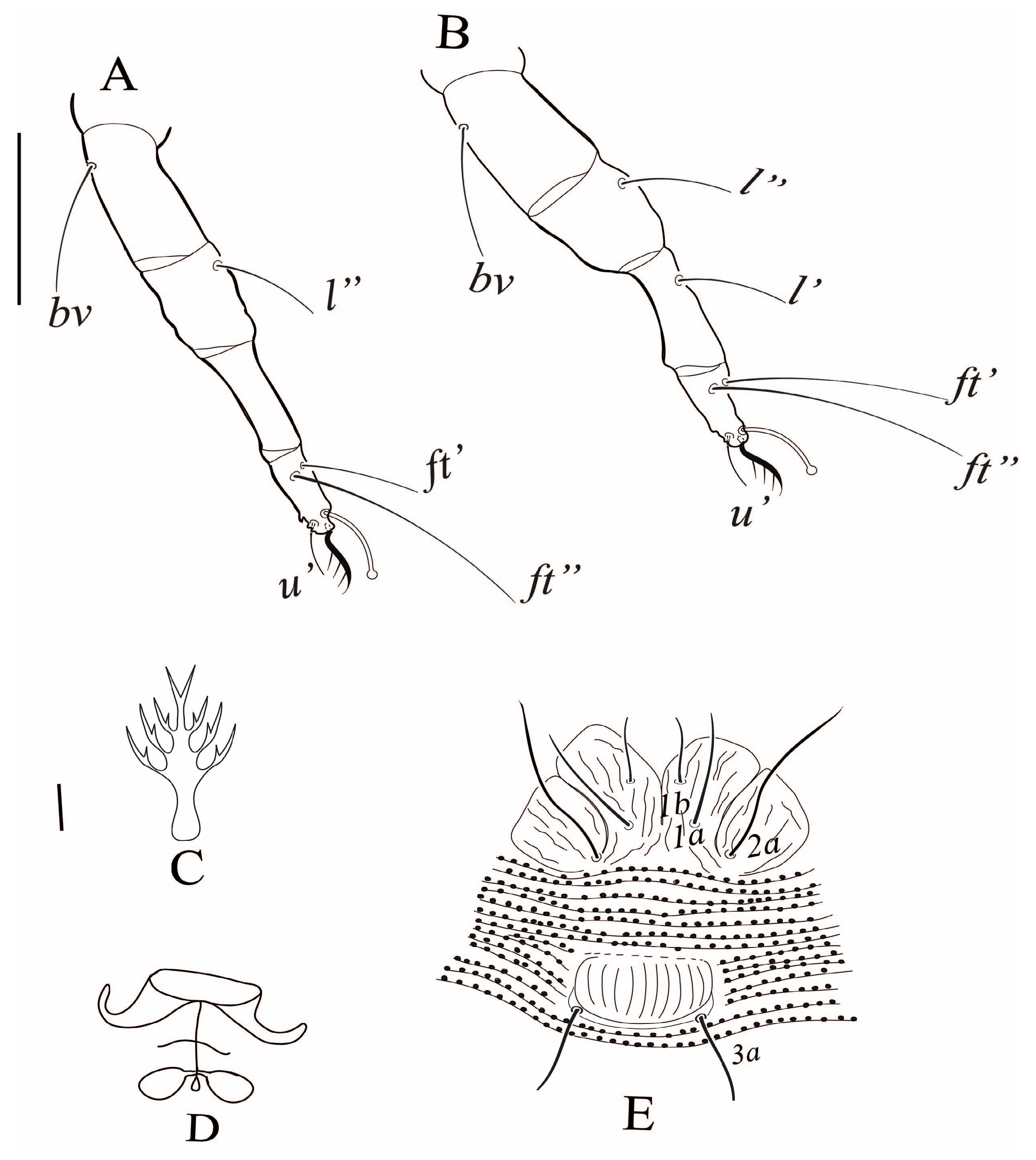 Diversity 17 00465 g003