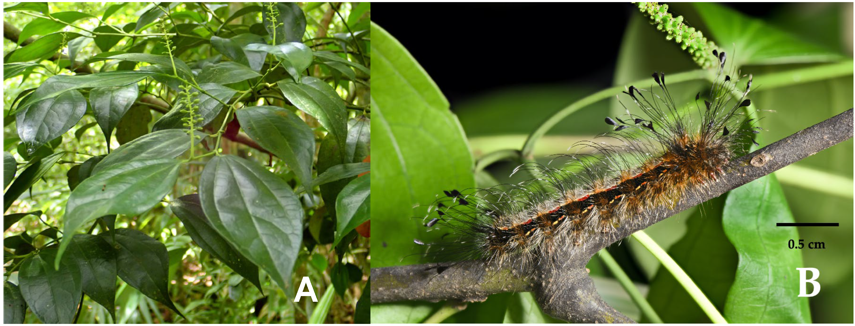 Diversity 17 00466 g001