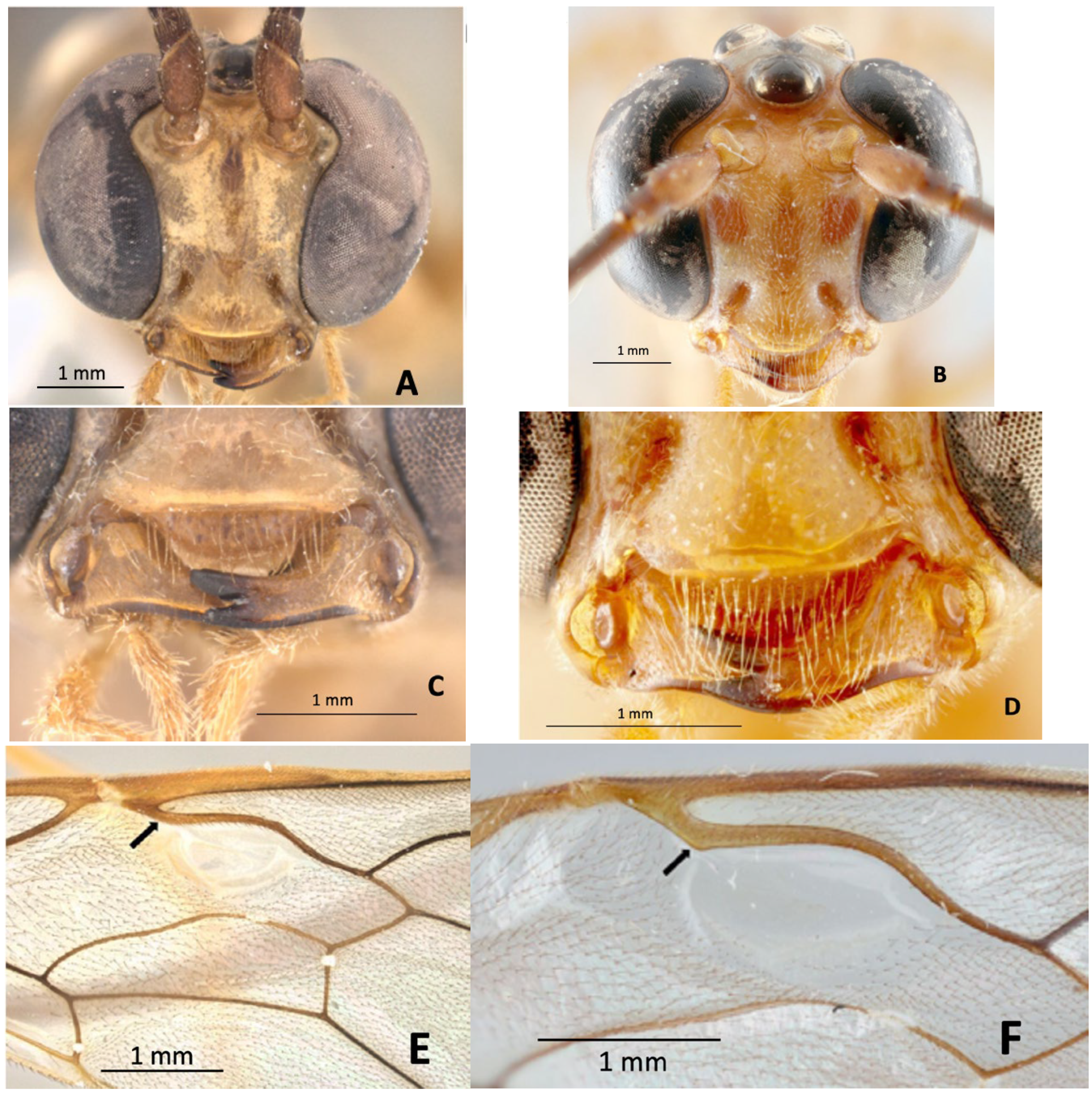 Diversity 17 00466 g002