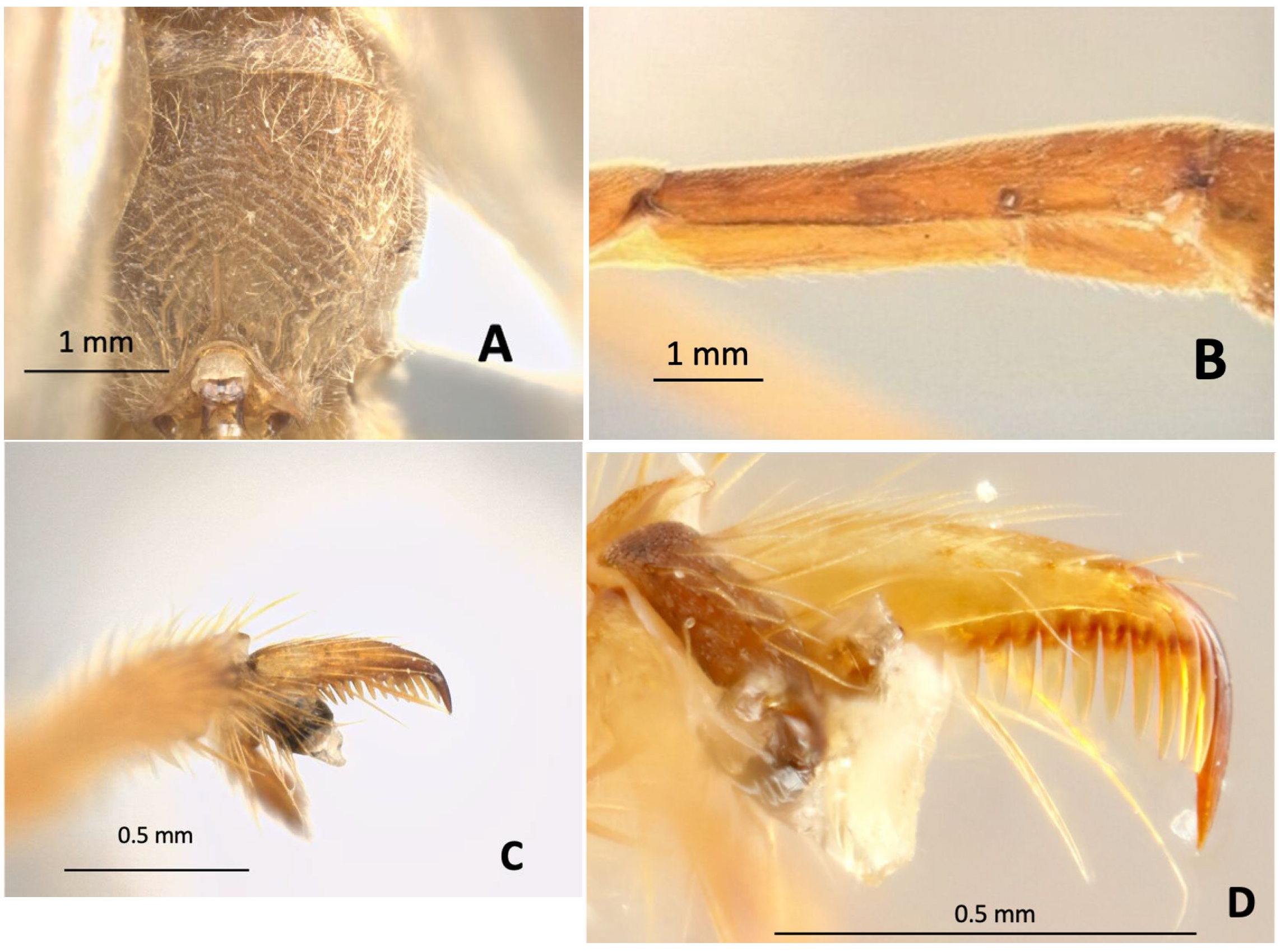 Diversity 17 00466 g003