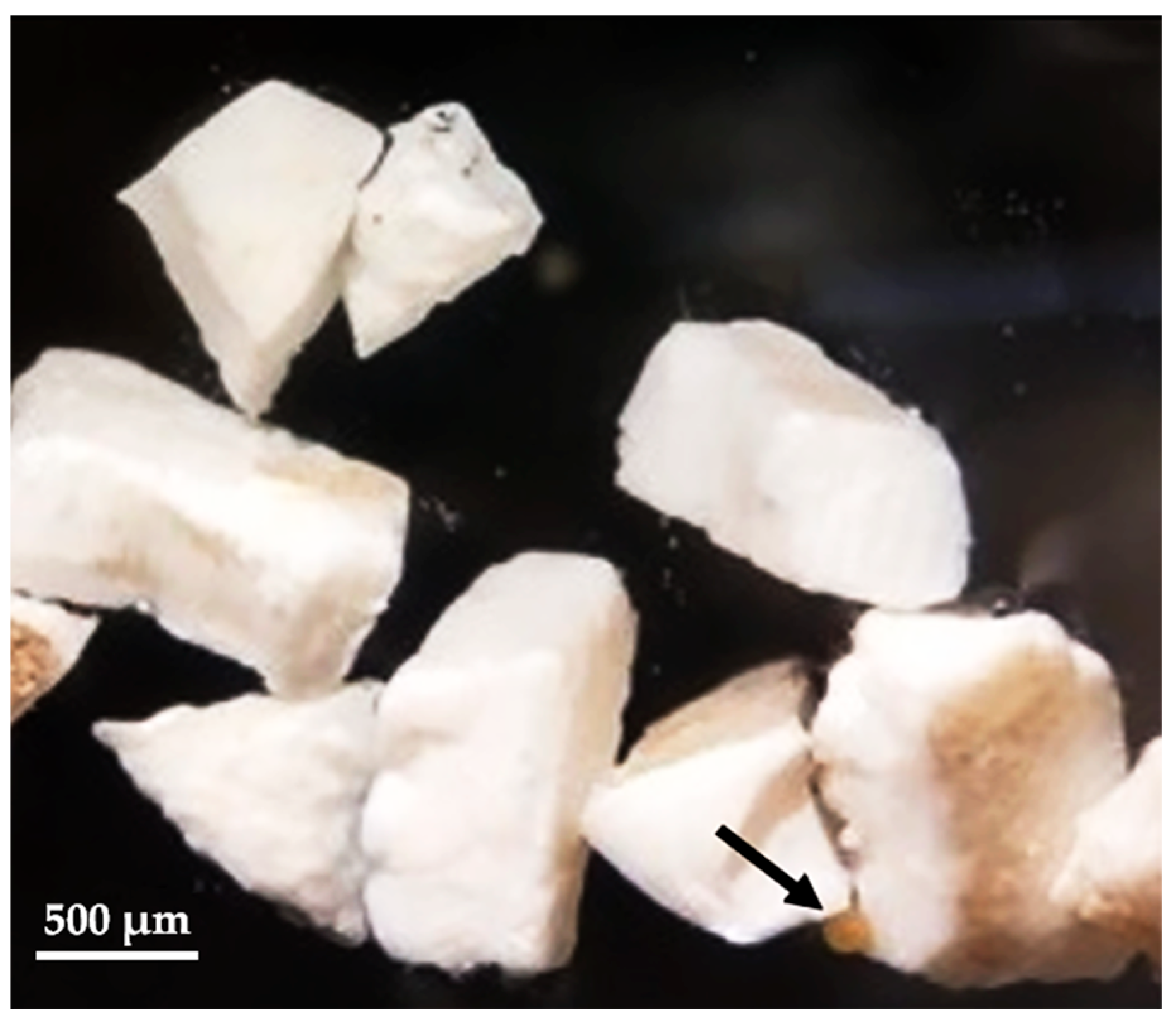 Diversity 17 00468 g010