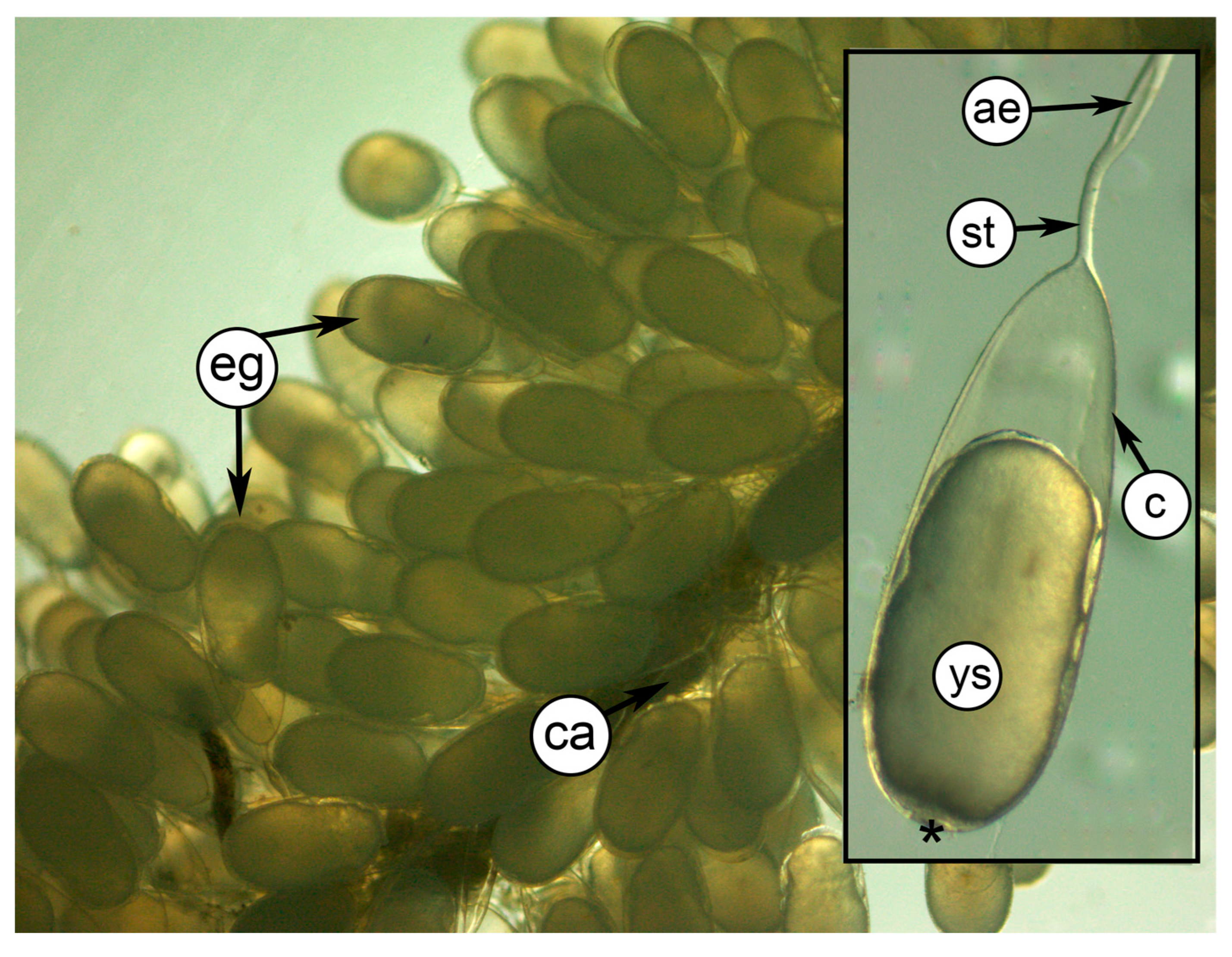 Diversity 17 00470 g002