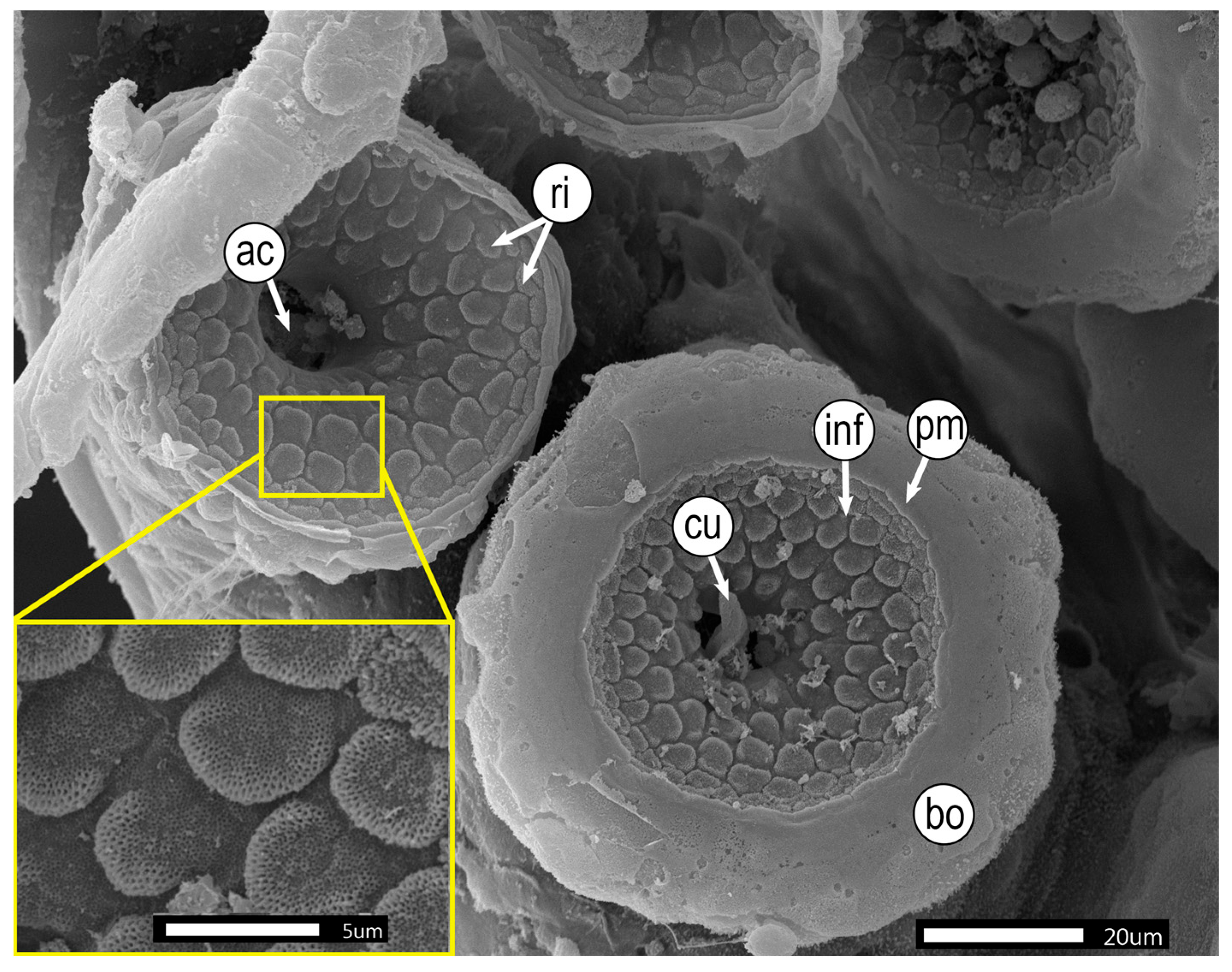 Diversity 17 00470 g005