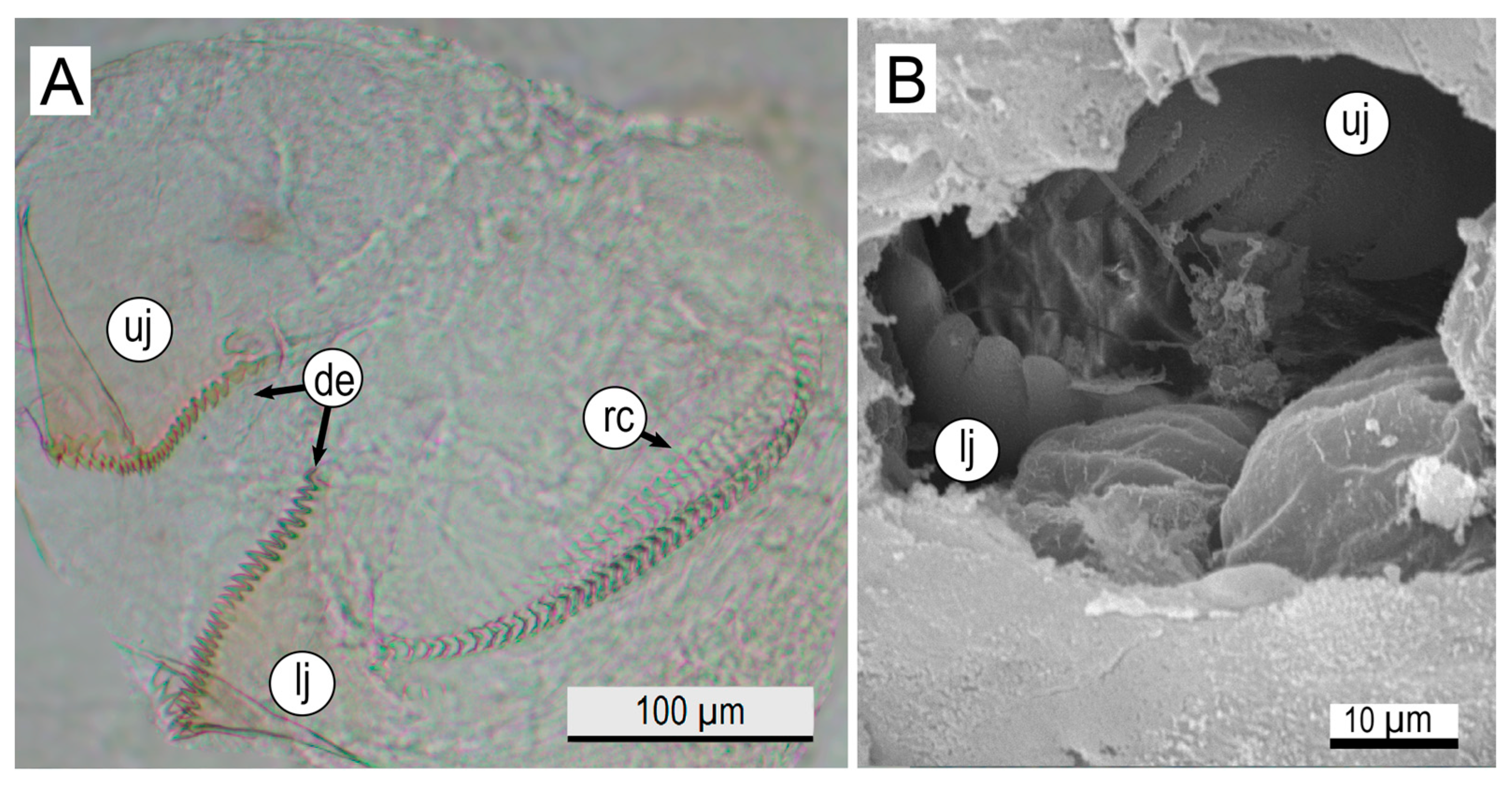 Diversity 17 00470 g006