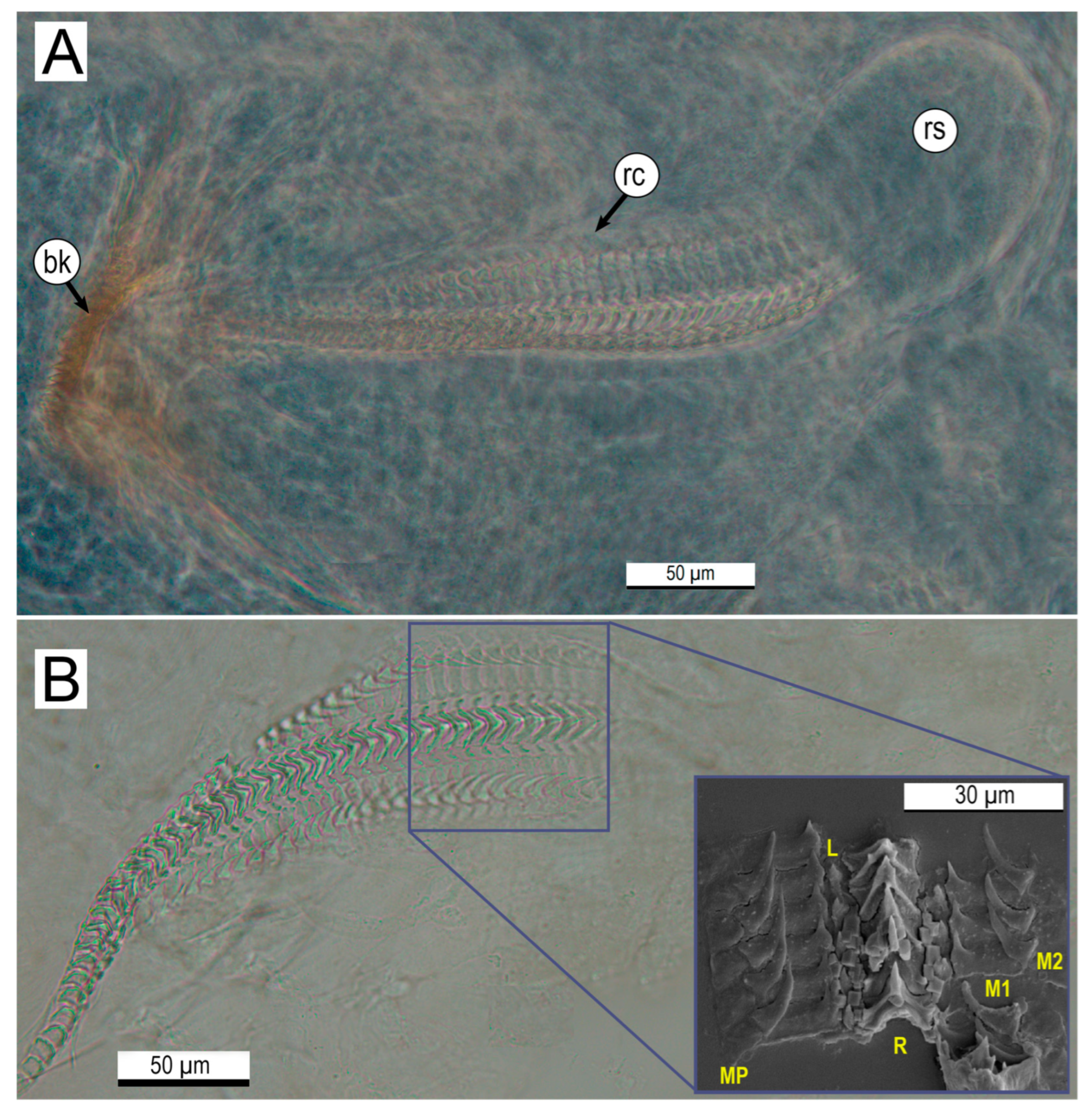 Diversity 17 00470 g007