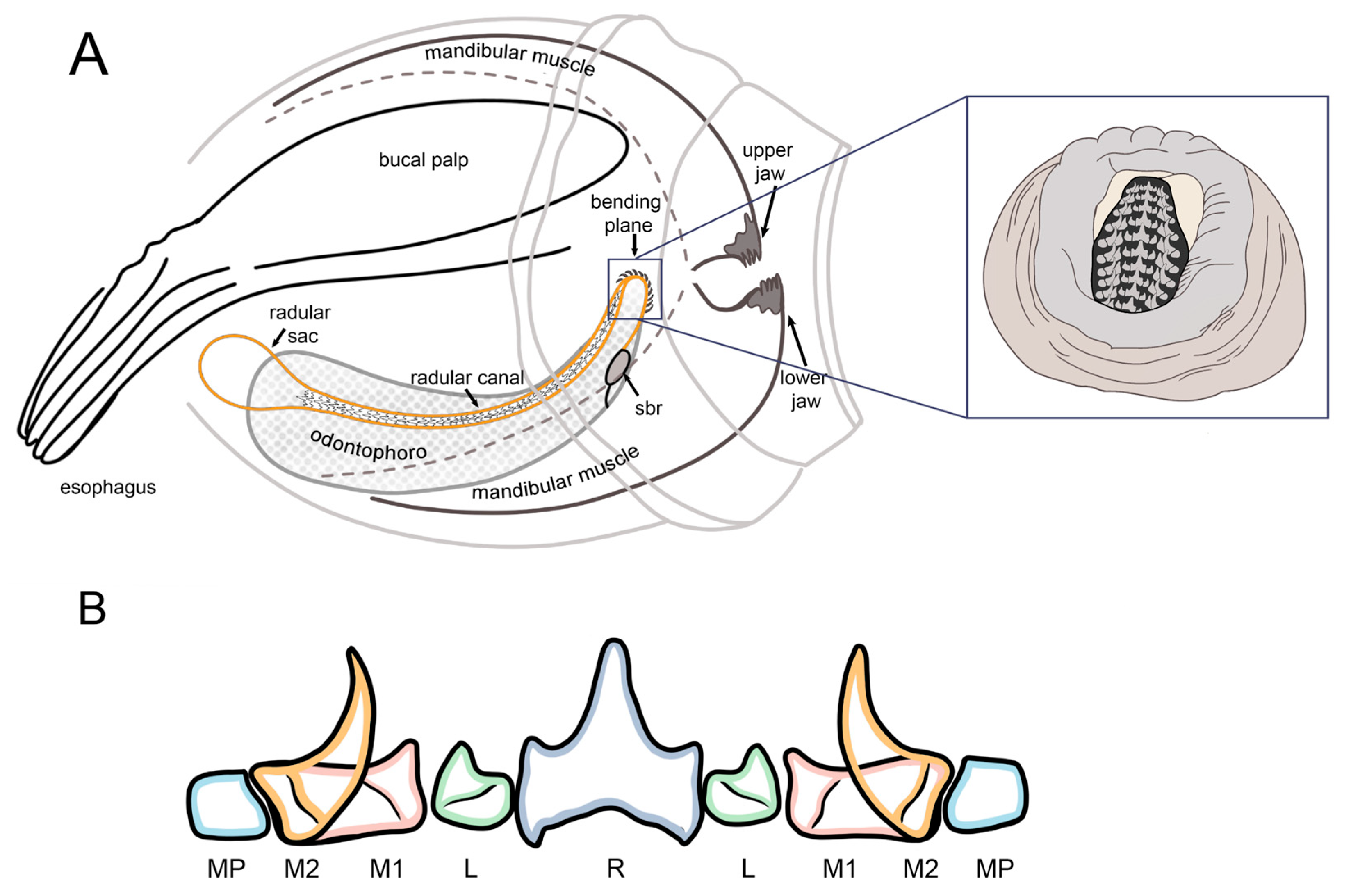 Diversity 17 00470 g008