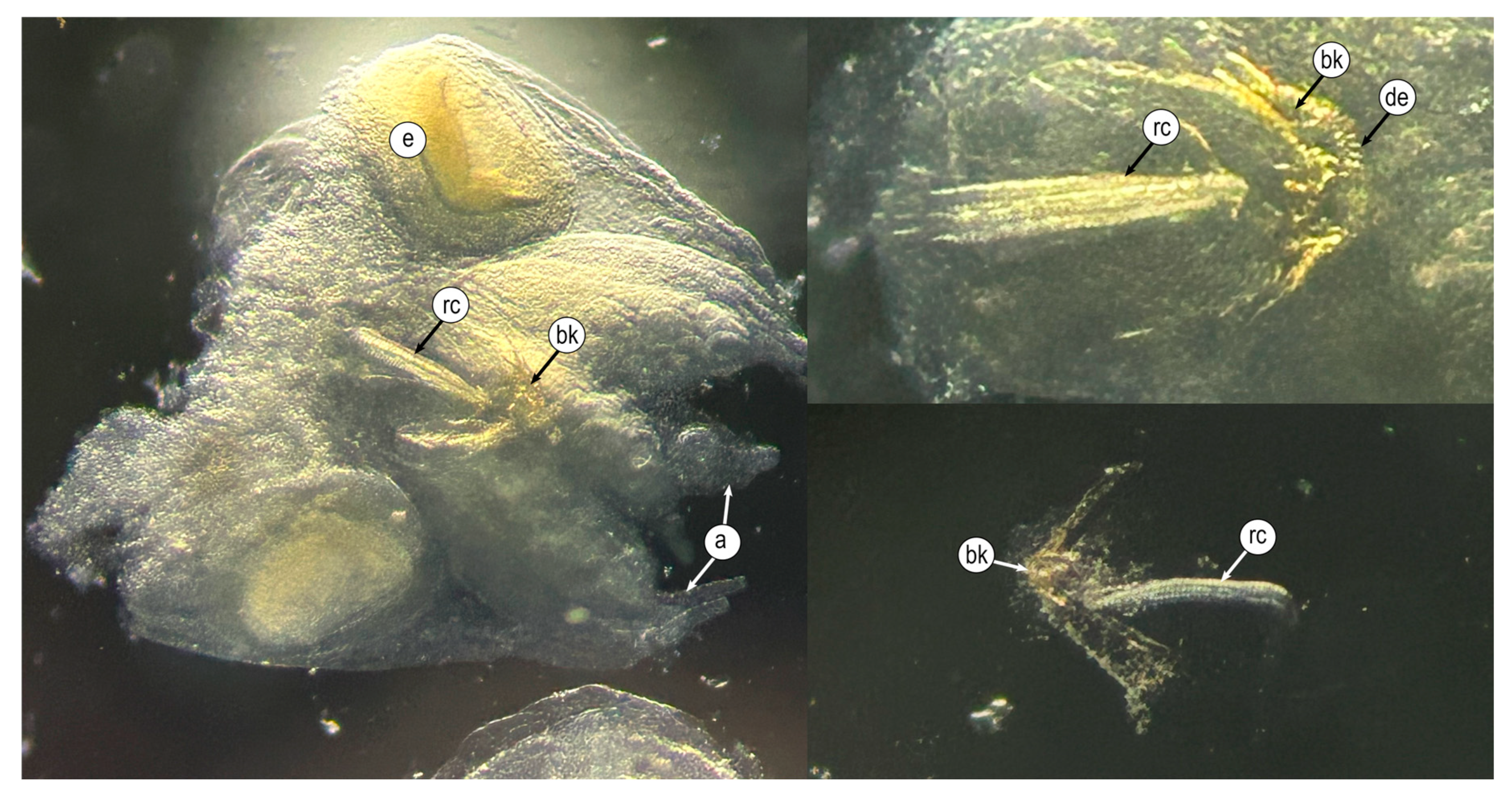 Diversity 17 00470 g0a1
