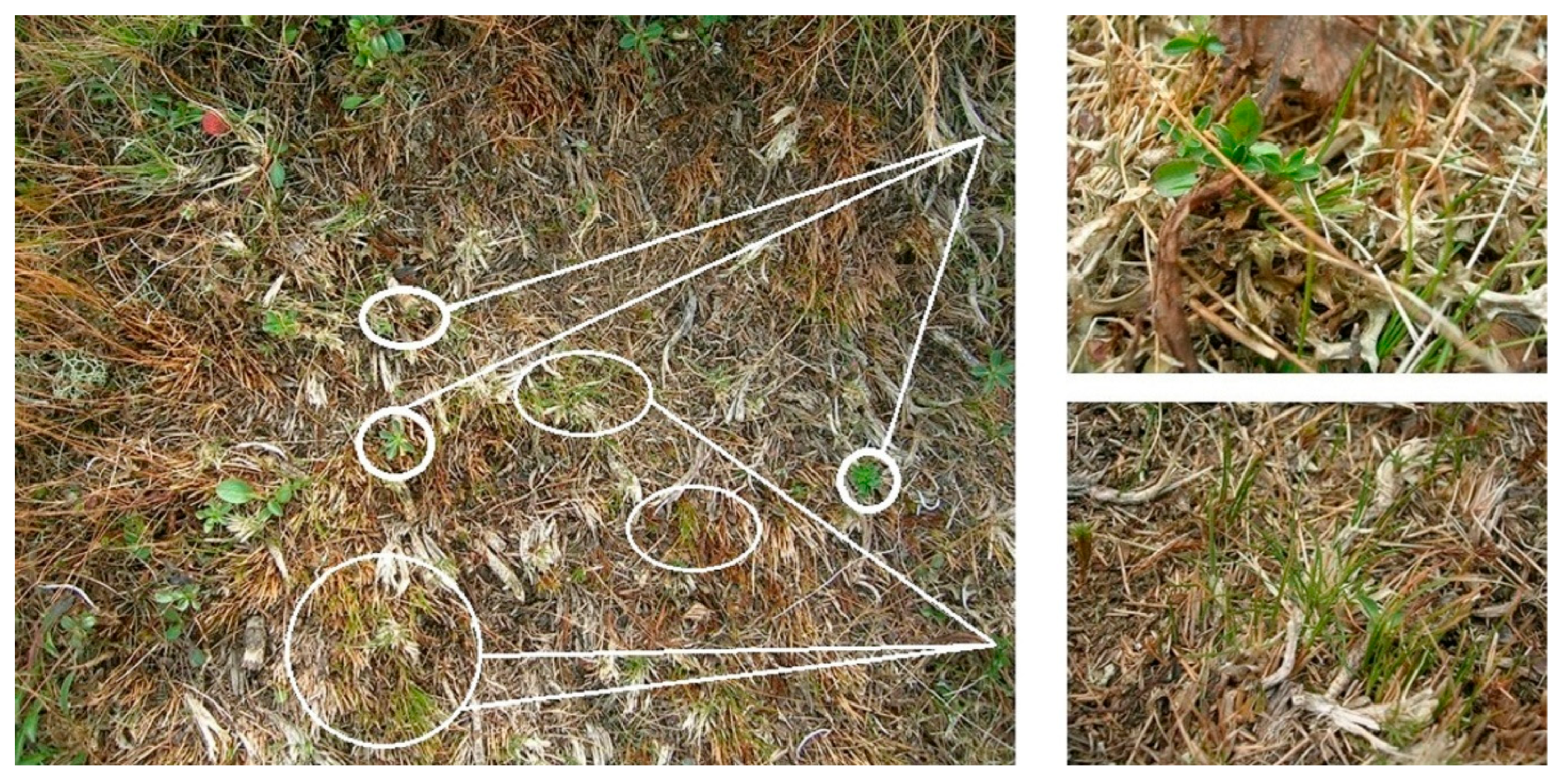 Diversity 17 00474 g006 Diversity 17 00474 g006