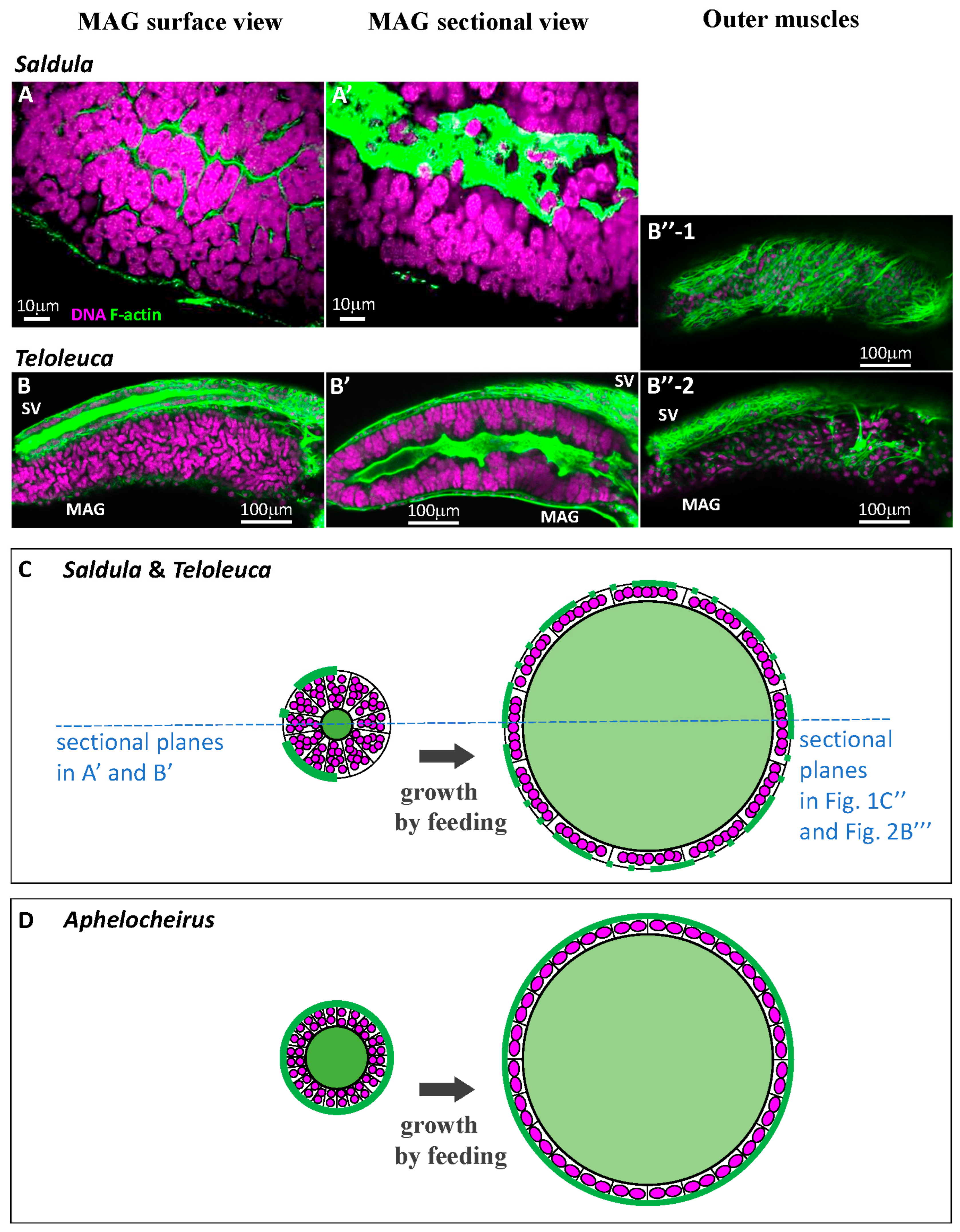 Maxcyte Cell Insect Unusual Occurrence of Syncytial Epithelia in the Male Accessory Glands ...