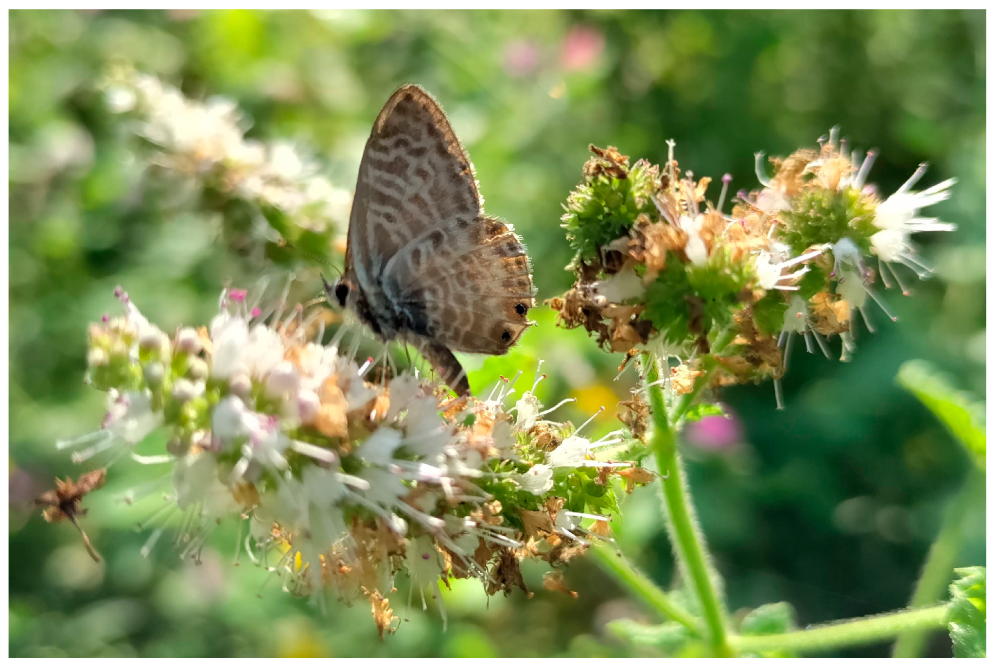 Diversity 17 00486 g005