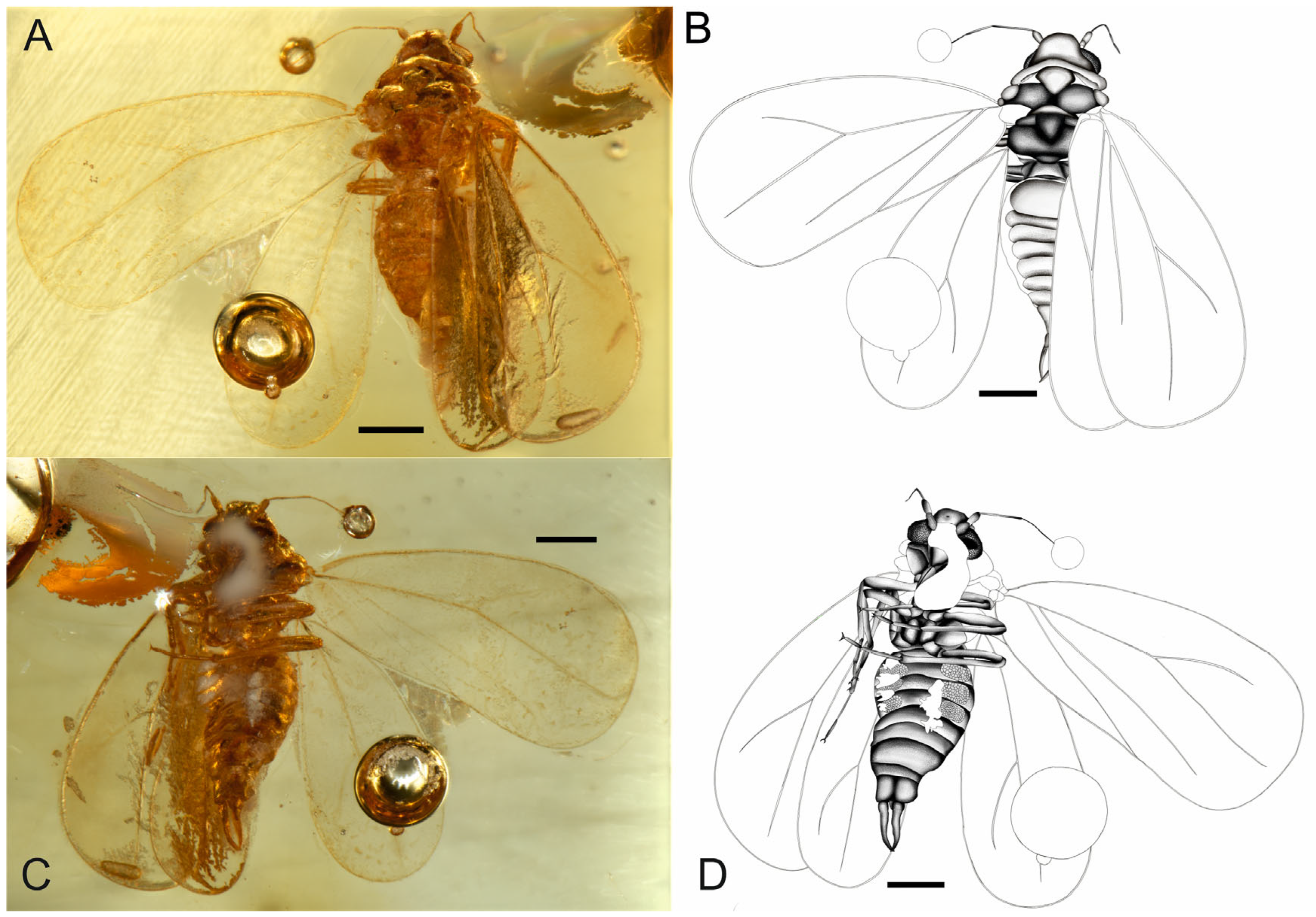 Diversity 17 00487 g002