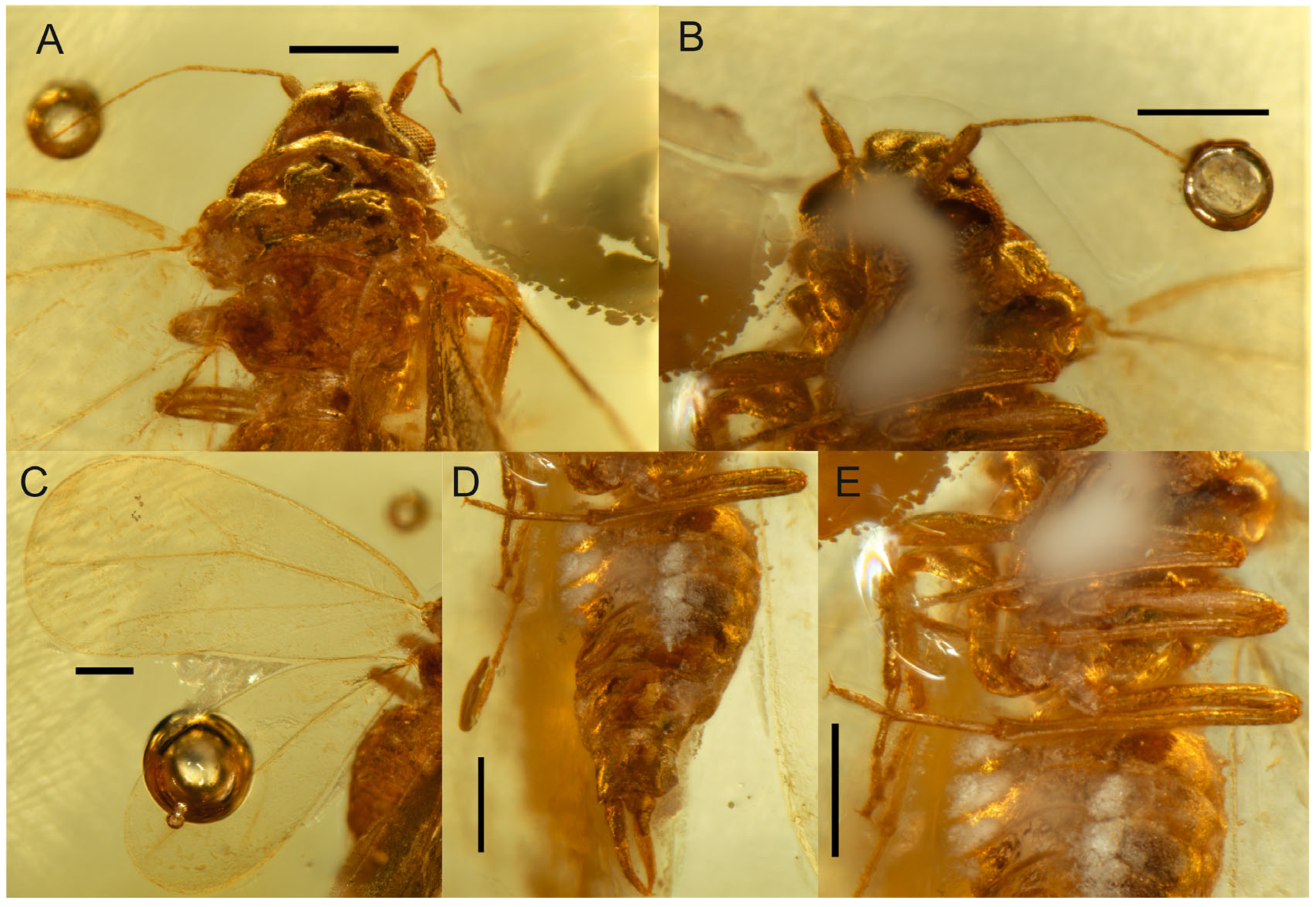 Diversity 17 00487 g003