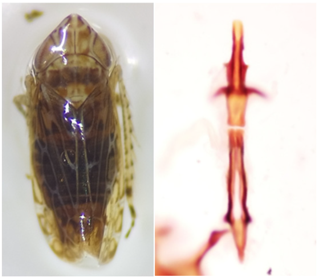 Diversity 17 00496 g003 Diversity 17 00496 g003