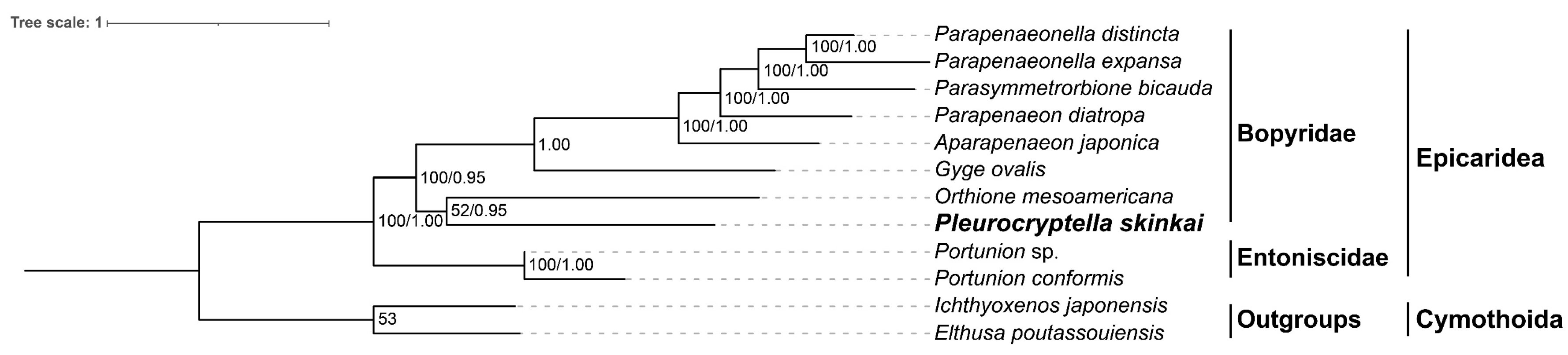 Diversity 17 00498 g004